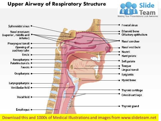 intubation diagram airway of respiratory structure images for intubation diagram airway of respiratory structure images for