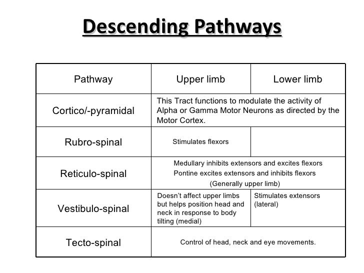 Upper and lower motor neuron lesions by DR.IFRA