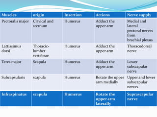Muscles origin Insertion Actions Nerve supply
Pectoralis major Clavical and
sternum
Humerus Adduct the
upper arm
Medial and
lateral
pectoral nerves
from
brachial plexus
Lattissimus
dorsi
Thoracic-
lumber
vertebrae
Humerus Adduct the
upper arm
Thoracodorsal
nerve
Teres major Scapula Humerus Adduct the
upper arm
Lower
subscapular
nerve
Subcapsularis scapula Humerus Rotate the upper
arm medially
Upper and lower
subscapular
nerves
Infraspinatus scapula Humerus Rotate the
upper arm
laterally
Suprascapular
nerve
 