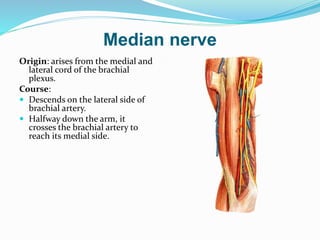 Median nerve
Origin: arises from the medial and
lateral cord of the brachial
plexus.
Course:
 Descends on the lateral side of
brachial artery.
 Halfway down the arm, it
crosses the brachial artery to
reach its medial side.
 