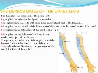 THE DERMATOMES OF THE UPPER LIMB
It is the cutaneous sensation of the upper limb.
C4 supplies the skin over the tip of the shoulder .
C5 supplies the lateral side of the arm &the upper lateral part of the forearm .
C6 supplies the lateral side of the lower part of the forearm & the lateral aspect of the hand
C7 supplies the middle aspect of the hand (ant.& post.) .
C8 supplies the medial side of the hand & the
medial lower part of the forearm.
T1 supplies the medial part of the upper part of the
forearm & the medial lower part of the arm.
T2 supplies the medial side of the upper part of the
arm & the floor of the axilla.
 