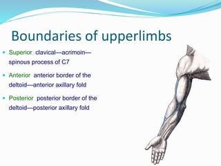 Anatomy of Upper extremity
