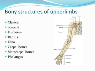 Body Anatomy: Upper Extremity Bones