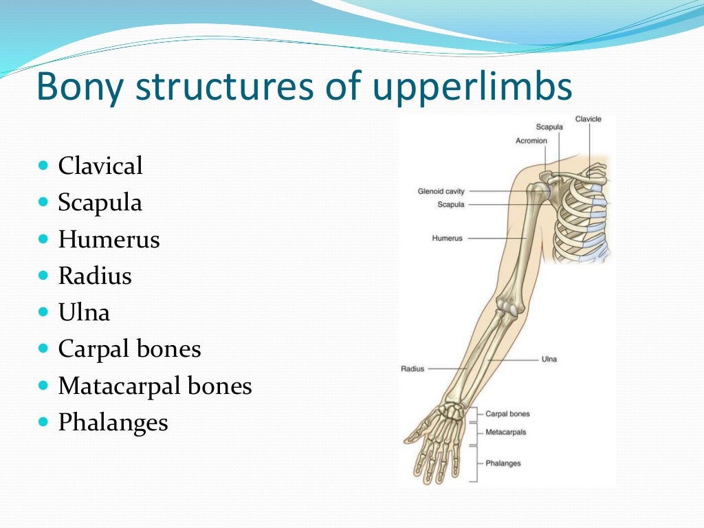 Upper Extremity Bone Anatomy upper-extremity-bone-anatomy