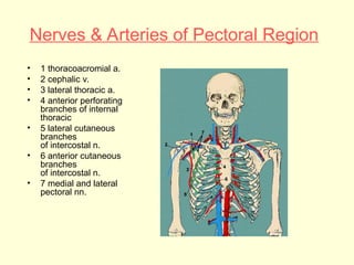 upper-extremity-and-anatomy-for-medical-use-ppt