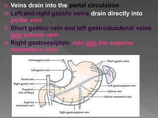  Veins drain into the portal circulation
 Left and right gastric veins drain directly into
portal vein
 Short gastric vein and left gastroduodenal veins
join splenic vein
 Right gastroepiploic vein join the superior
mesenteric vein
 