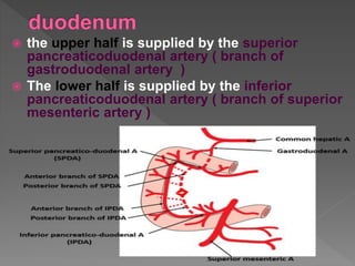  the upper half is supplied by the superior
pancreaticoduodenal artery ( branch of
gastroduodenal artery )
 The lower half is supplied by the inferior
pancreaticoduodenal artery ( branch of superior
mesenteric artery )
 