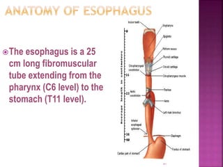 61
The esophagus is a 25
cm long fibromuscular
tube extending from the
pharynx (C6 level) to the
stomach (T11 level).
 