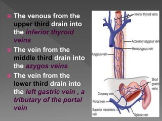  The venous from the
upper third drain into
the inferior thyroid
veins
 The vein from the
middle third drain into
the azygos veins
 The vein from the
lower third drain into
the left gastric vein , a
tributary of the portal
vein
 