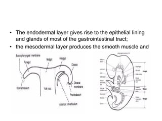 Embryonic Development of the Upper Gastrointestinal Tract: Formation ...