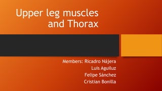 Upper leg muscles
and Thorax

Members: Ricadro Nájera
Luis Aguiluz
Felipe Sánchez
Cristian Bonilla

 