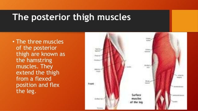 Upper Leg Muscles And Thorax
