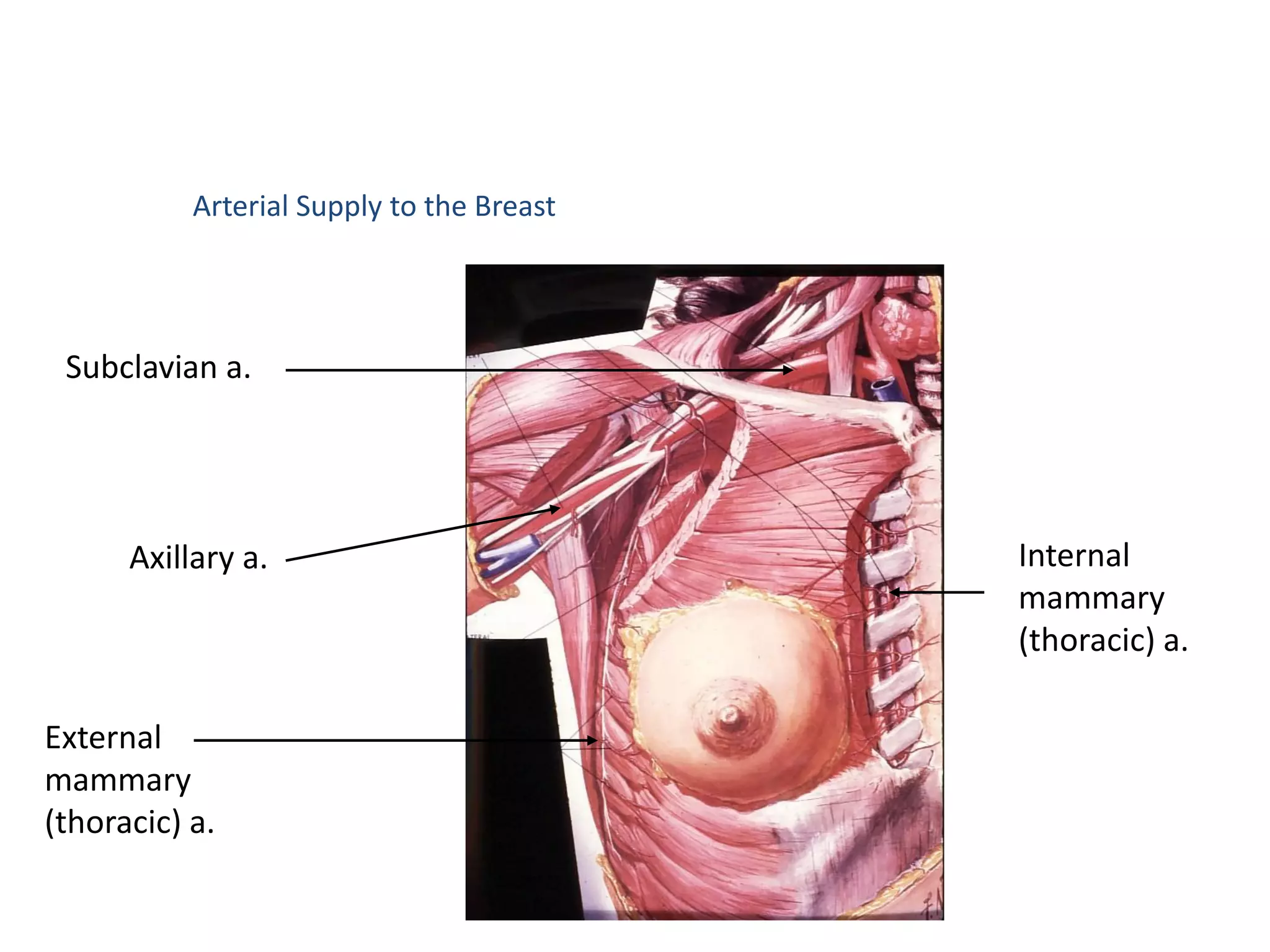 Arterial Supply to the Breast




 Subclavian a.




      Axillary a.                          Internal
                                           mammary
                                           (thoracic) a.

External
mammary
(thoracic) a.
 