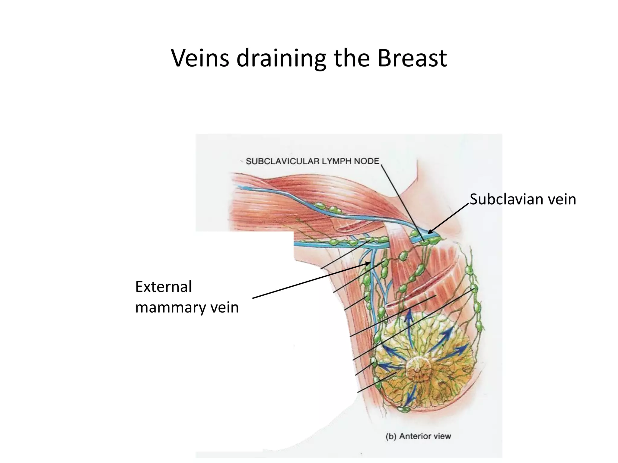 Veins draining the Breast




                                Subclavian vein




External
mammary vein
 