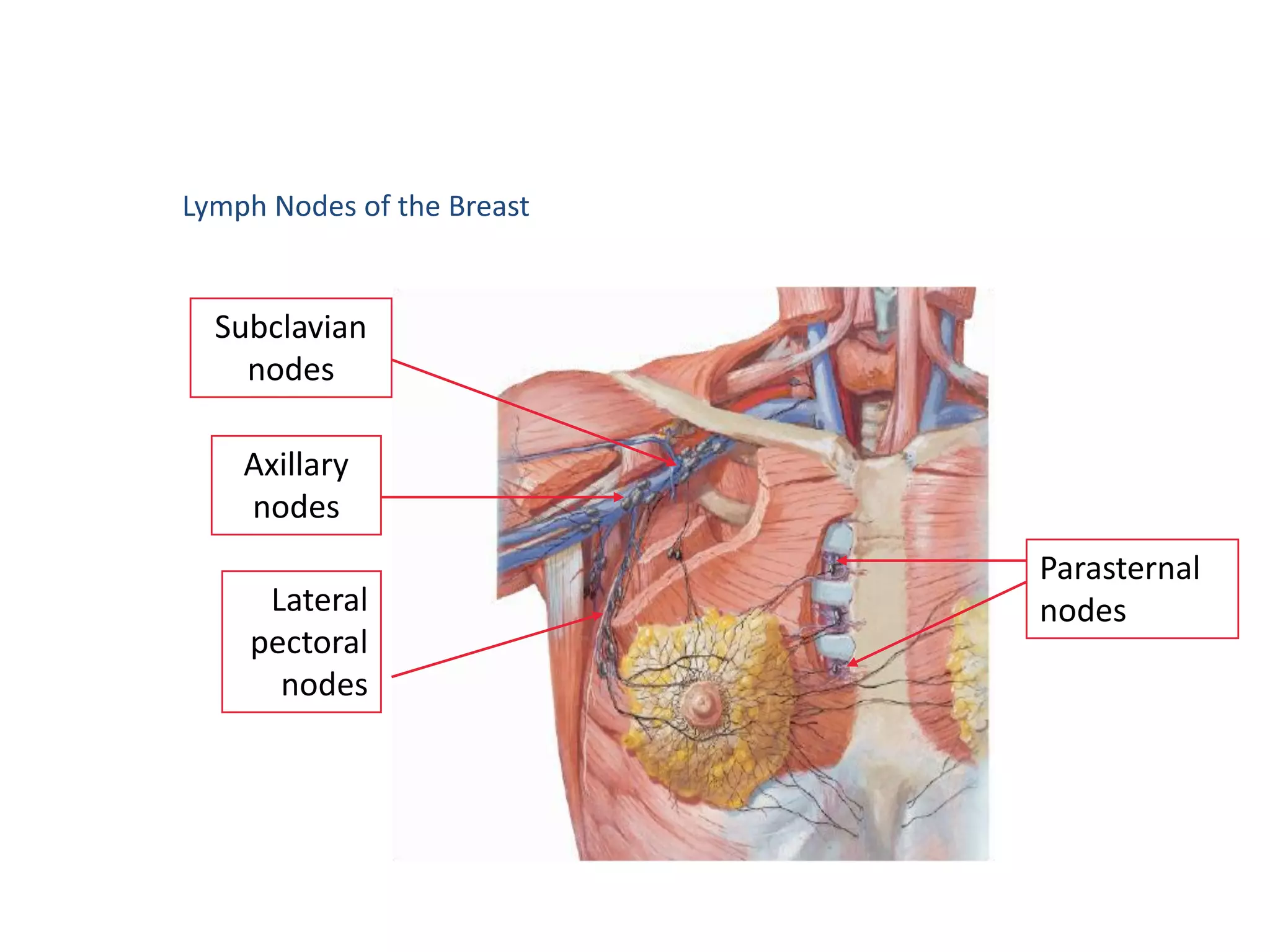 Lymph Nodes of the Breast


  Subclavian
    nodes

    Axillary
    nodes
                            Parasternal
     Lateral                nodes
    pectoral
      nodes
 
