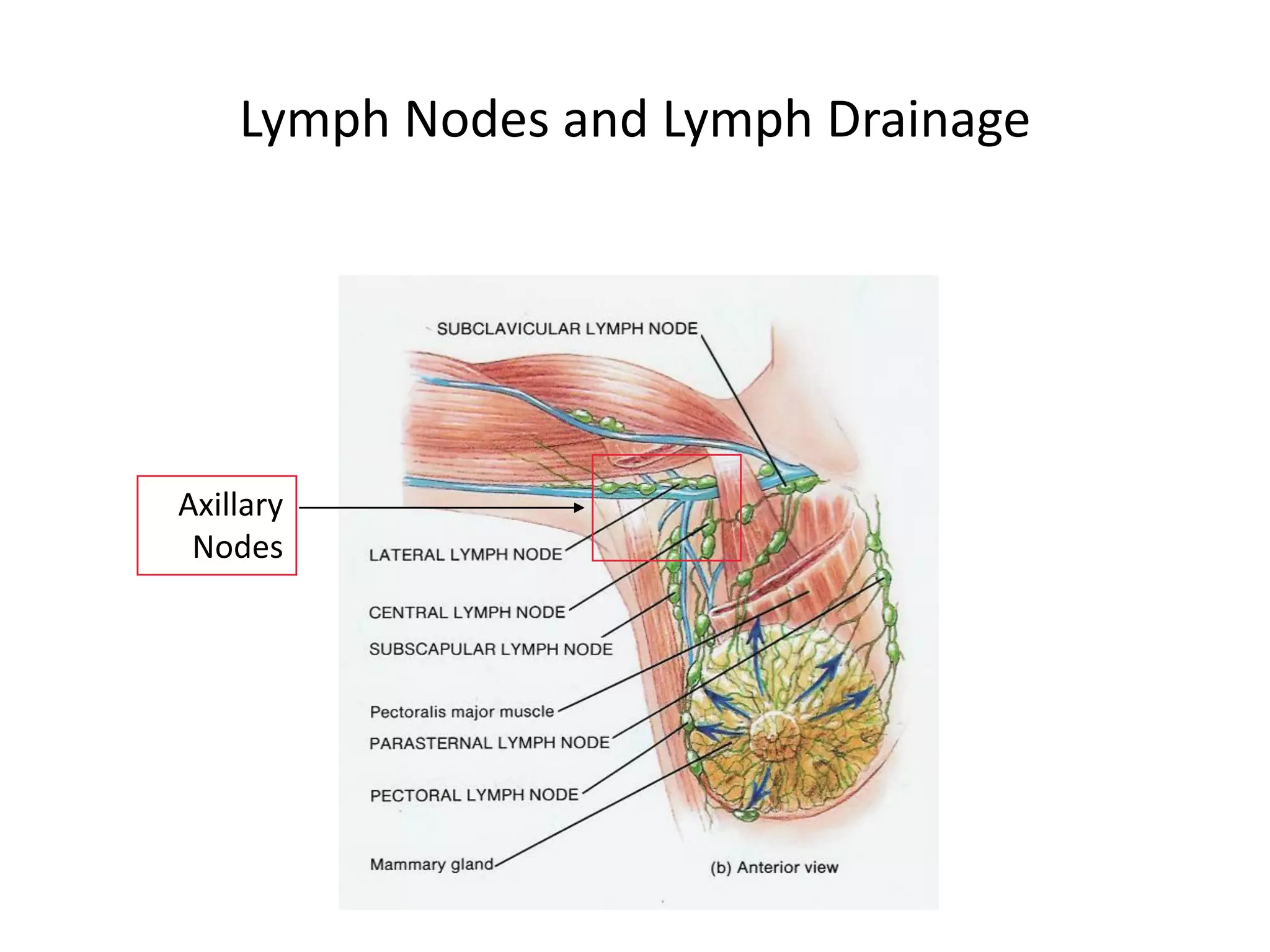 Lymph Nodes and Lymph Drainage




Axillary
 Nodes
 