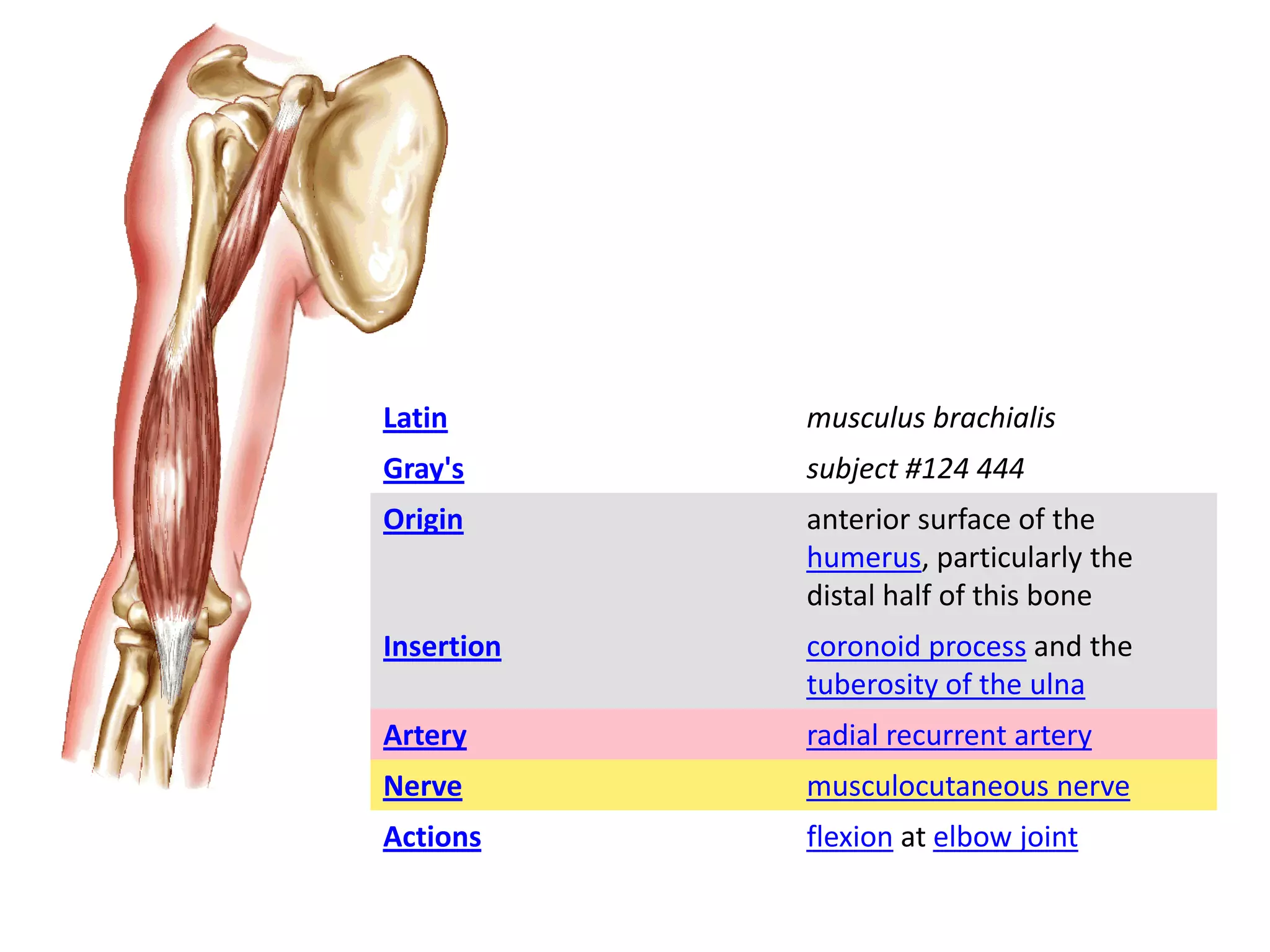 Latin       musculus brachialis
Gray's      subject #124 444
Origin      anterior surface of the
            humerus, particularly the
            distal half of this bone
Insertion   coronoid process and the
            tuberosity of the ulna
Artery      radial recurrent artery
Nerve       musculocutaneous nerve
Actions     flexion at elbow joint
 