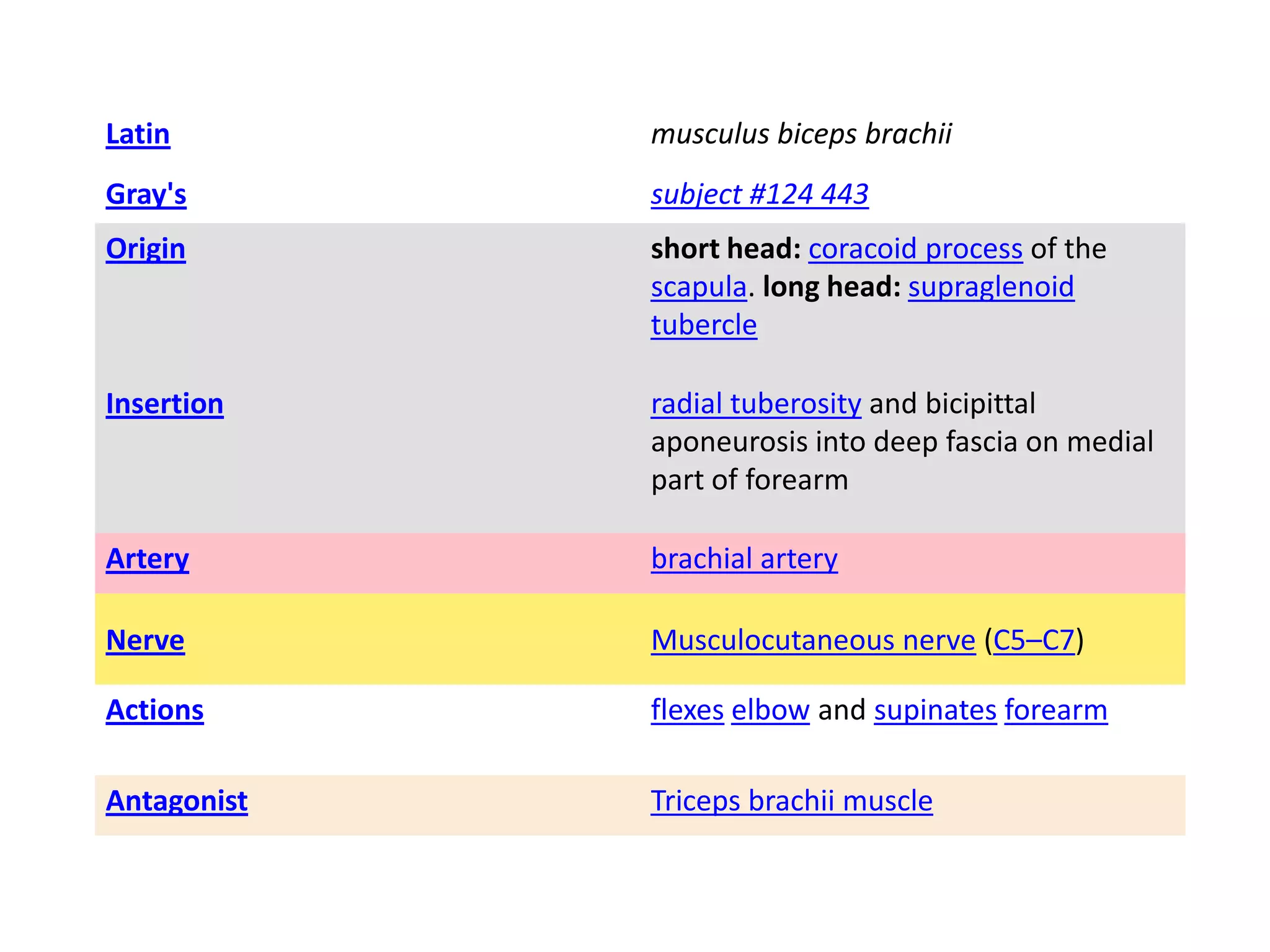 Latin        musculus biceps brachii
Gray's       subject #124 443
Origin       short head: coracoid process of the
             scapula. long head: supraglenoid
             tubercle

Insertion    radial tuberosity and bicipittal
             aponeurosis into deep fascia on medial
             part of forearm

Artery       brachial artery

Nerve        Musculocutaneous nerve (C5–C7)

Actions      flexes elbow and supinates forearm

Antagonist   Triceps brachii muscle
 
