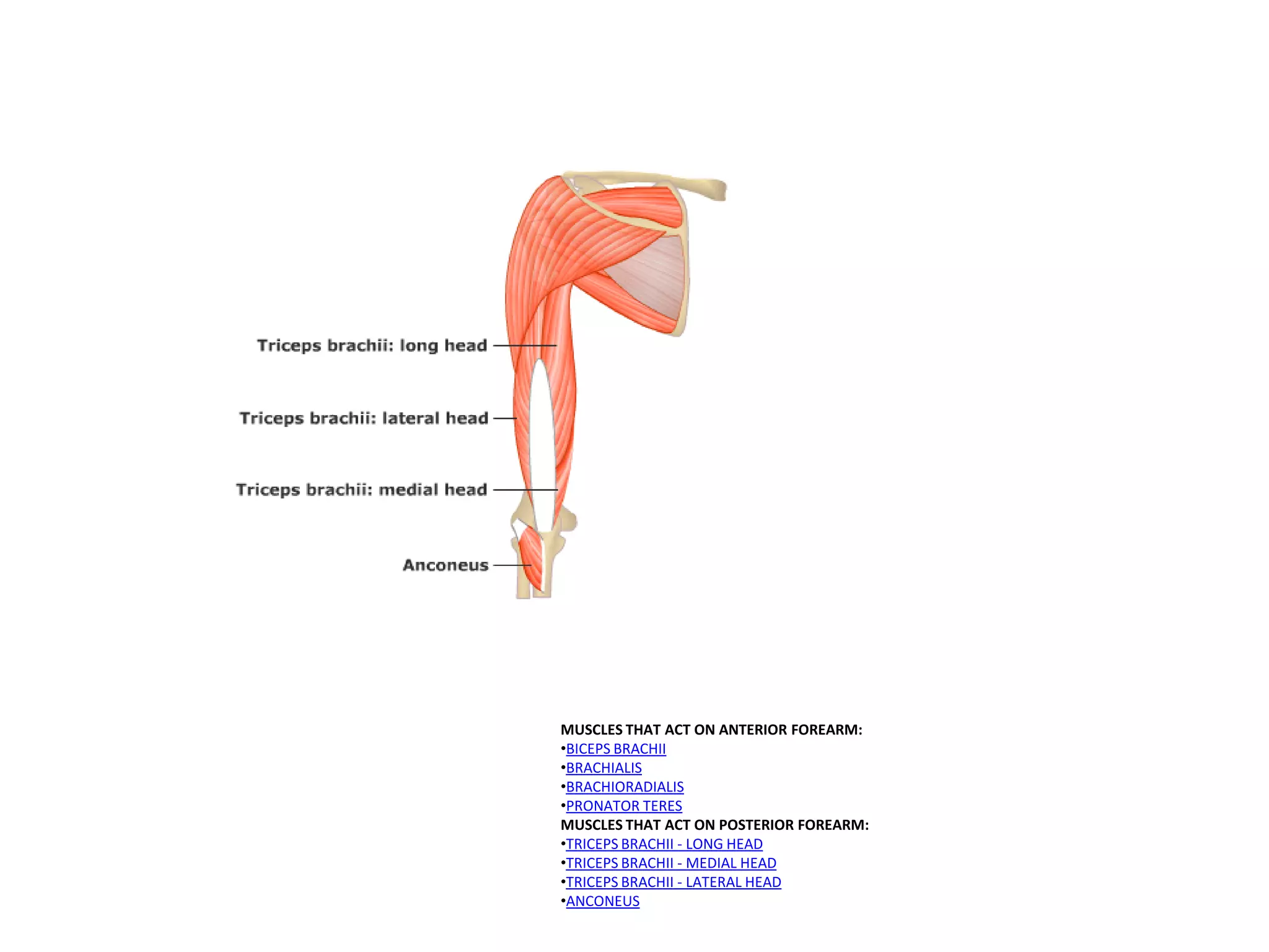 MUSCLES THAT ACT ON ANTERIOR FOREARM:
•BICEPS BRACHII
•BRACHIALIS
•BRACHIORADIALIS
•PRONATOR TERES
MUSCLES THAT ACT ON POSTERIOR FOREARM:
•TRICEPS BRACHII - LONG HEAD
•TRICEPS BRACHII - MEDIAL HEAD
•TRICEPS BRACHII - LATERAL HEAD
•ANCONEUS
 