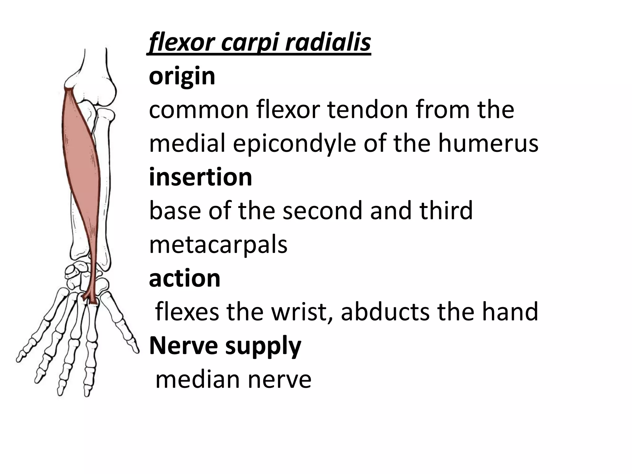 flexor carpi radialis
origin
common flexor tendon from the
medial epicondyle of the humerus
insertion
base of the second and third
metacarpals
action
 flexes the wrist, abducts the hand
Nerve supply
 median nerve
 