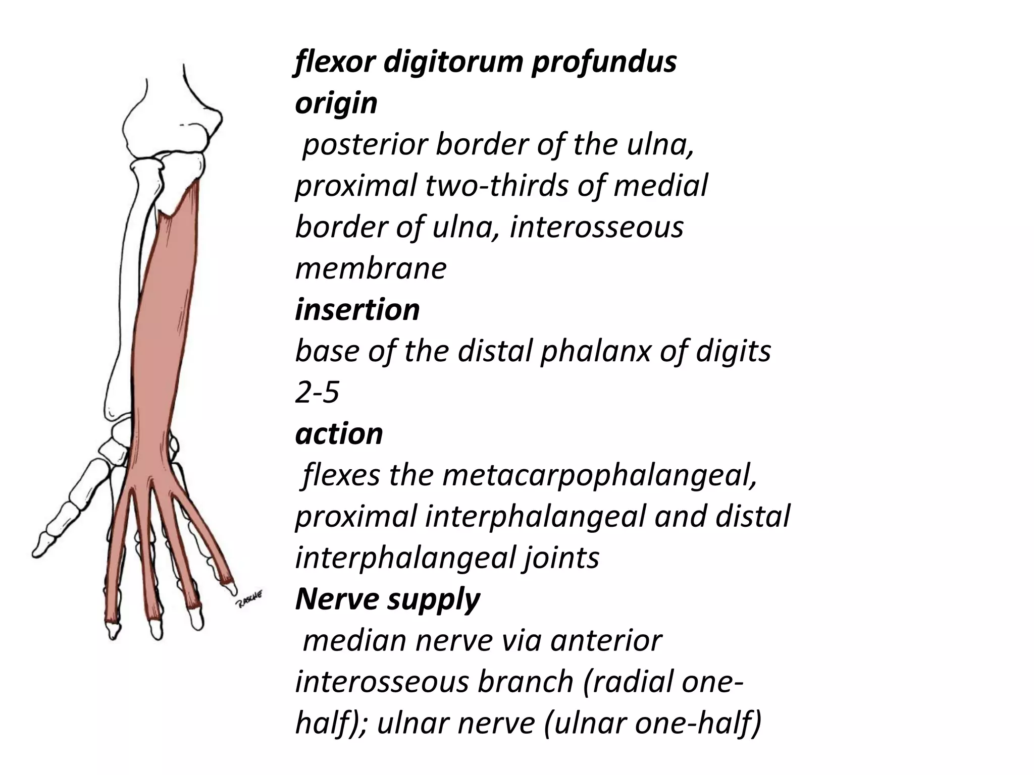 flexor digitorum profundus
origin
 posterior border of the ulna,
proximal two-thirds of medial
border of ulna, interosseous
membrane
insertion
base of the distal phalanx of digits
2-5
action
 flexes the metacarpophalangeal,
proximal interphalangeal and distal
interphalangeal joints
Nerve supply
 median nerve via anterior
interosseous branch (radial one-
half); ulnar nerve (ulnar one-half)
 