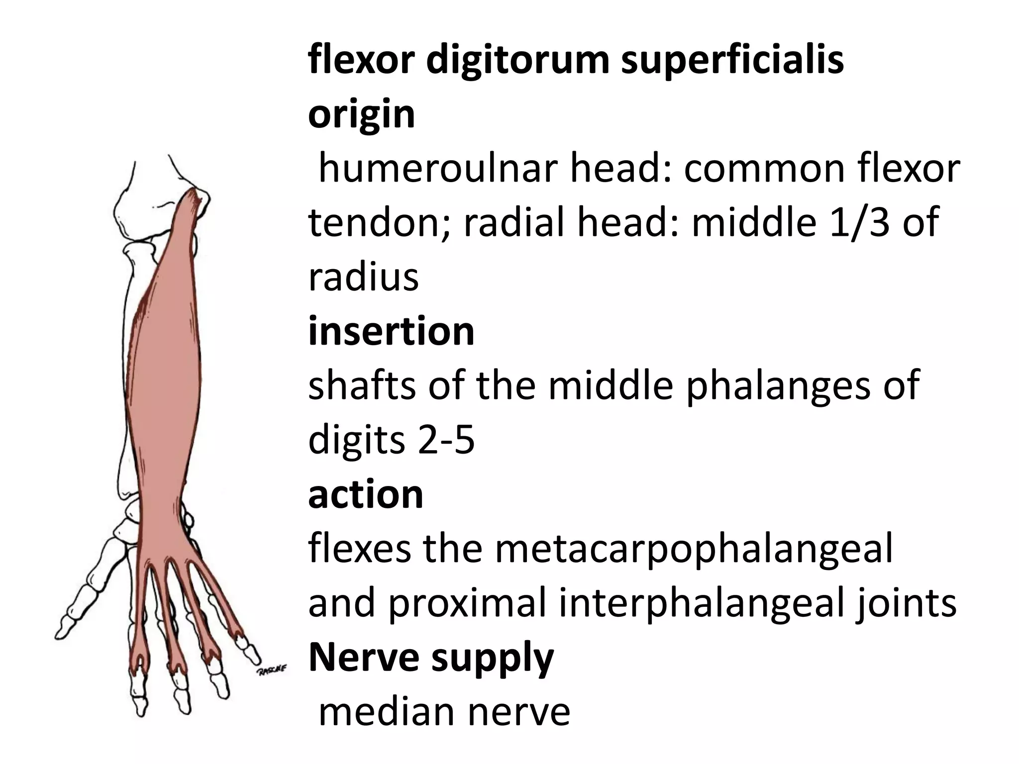 flexor digitorum superficialis
origin
 humeroulnar head: common flexor
tendon; radial head: middle 1/3 of
radius
insertion
shafts of the middle phalanges of
digits 2-5
action
flexes the metacarpophalangeal
and proximal interphalangeal joints
Nerve supply
 median nerve
 