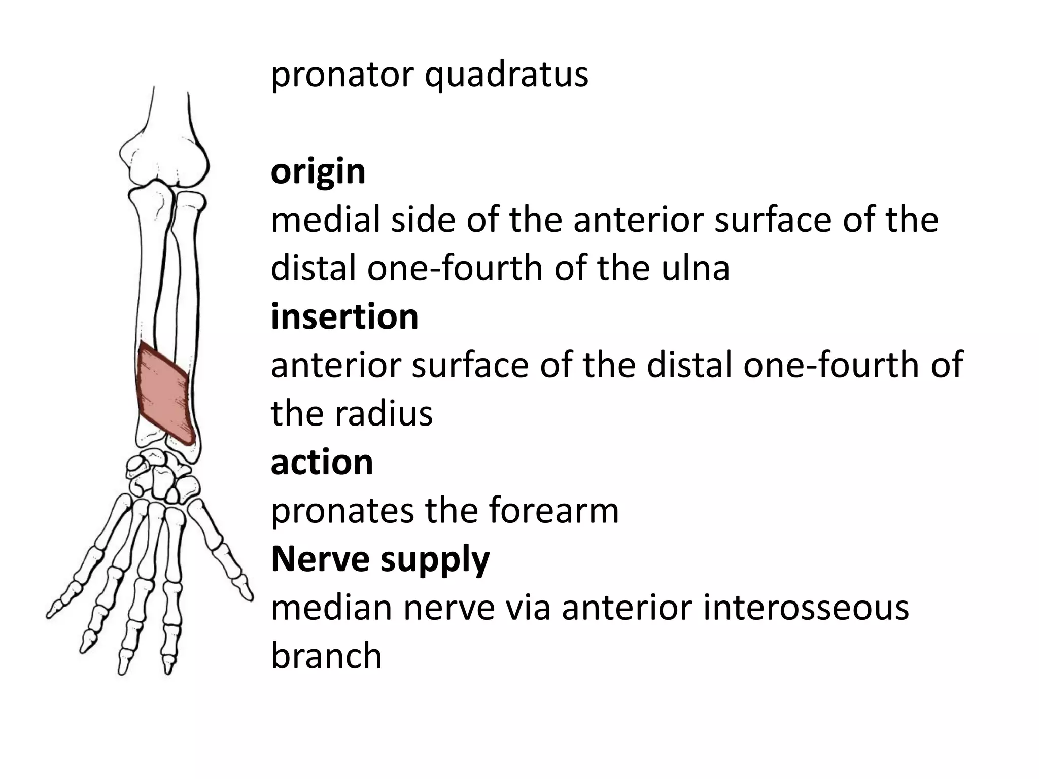 pronator quadratus

origin
medial side of the anterior surface of the
distal one-fourth of the ulna
insertion
anterior surface of the distal one-fourth of
the radius
action
pronates the forearm
Nerve supply
median nerve via anterior interosseous
branch
 