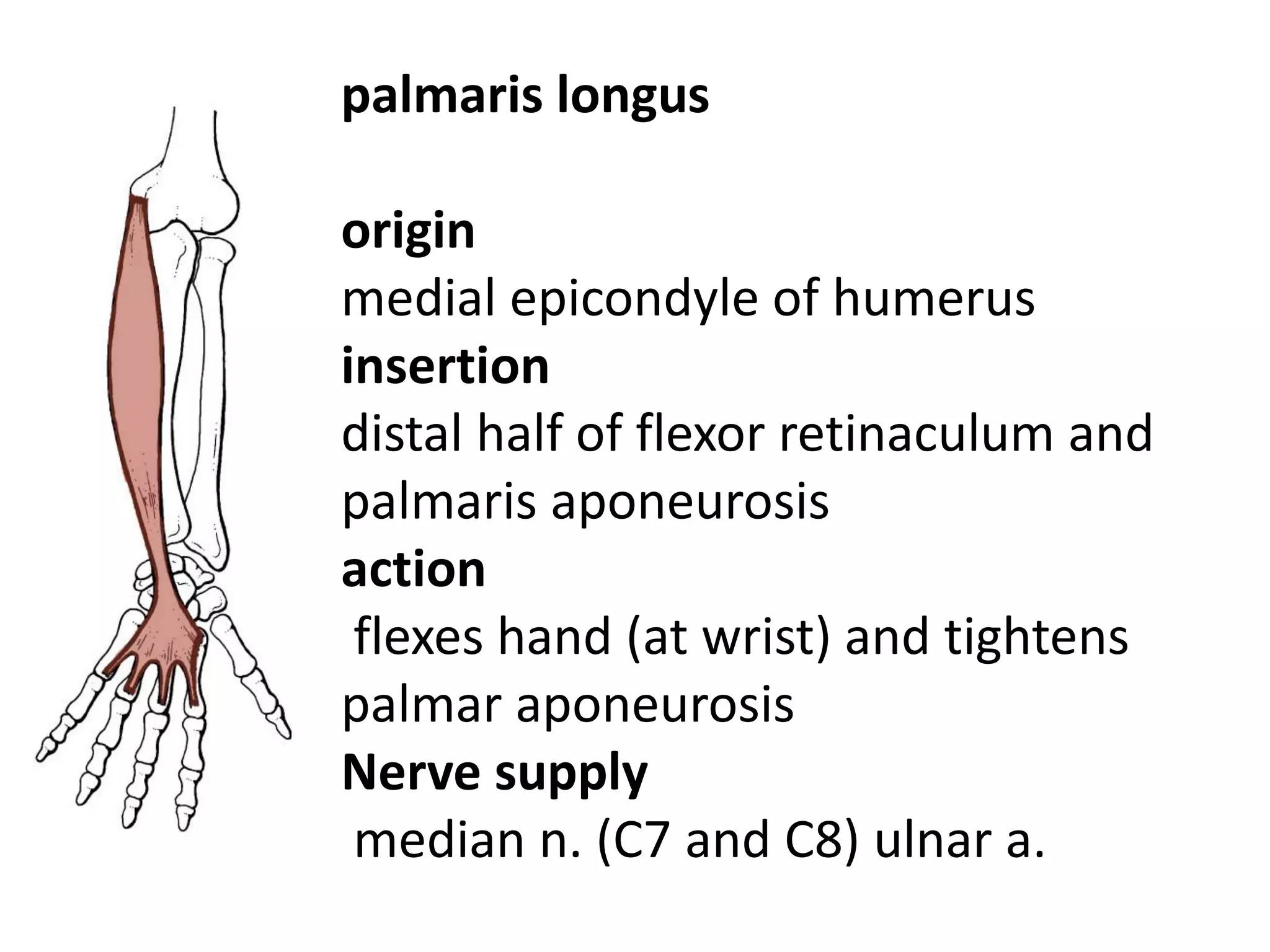 palmaris longus

origin
medial epicondyle of humerus
insertion
distal half of flexor retinaculum and
palmaris aponeurosis
action
 flexes hand (at wrist) and tightens
palmar aponeurosis
Nerve supply
 median n. (C7 and C8) ulnar a.
 
