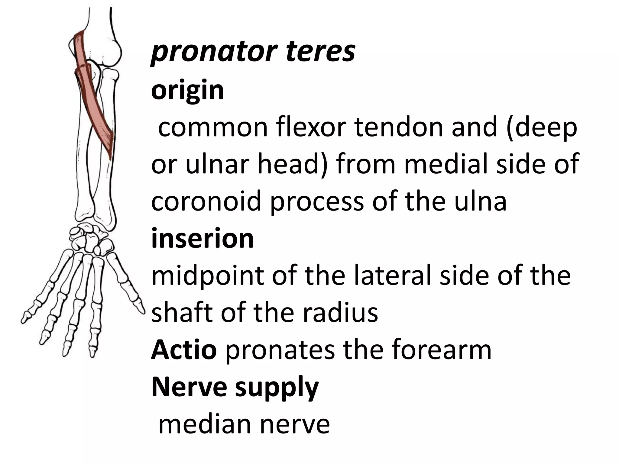 pronator teres
origin
 common flexor tendon and (deep
or ulnar head) from medial side of
coronoid process of the ulna
inserion
midpoint of the lateral side of the
shaft of the radius
Actio pronates the forearm
Nerve supply
 median nerve
 
