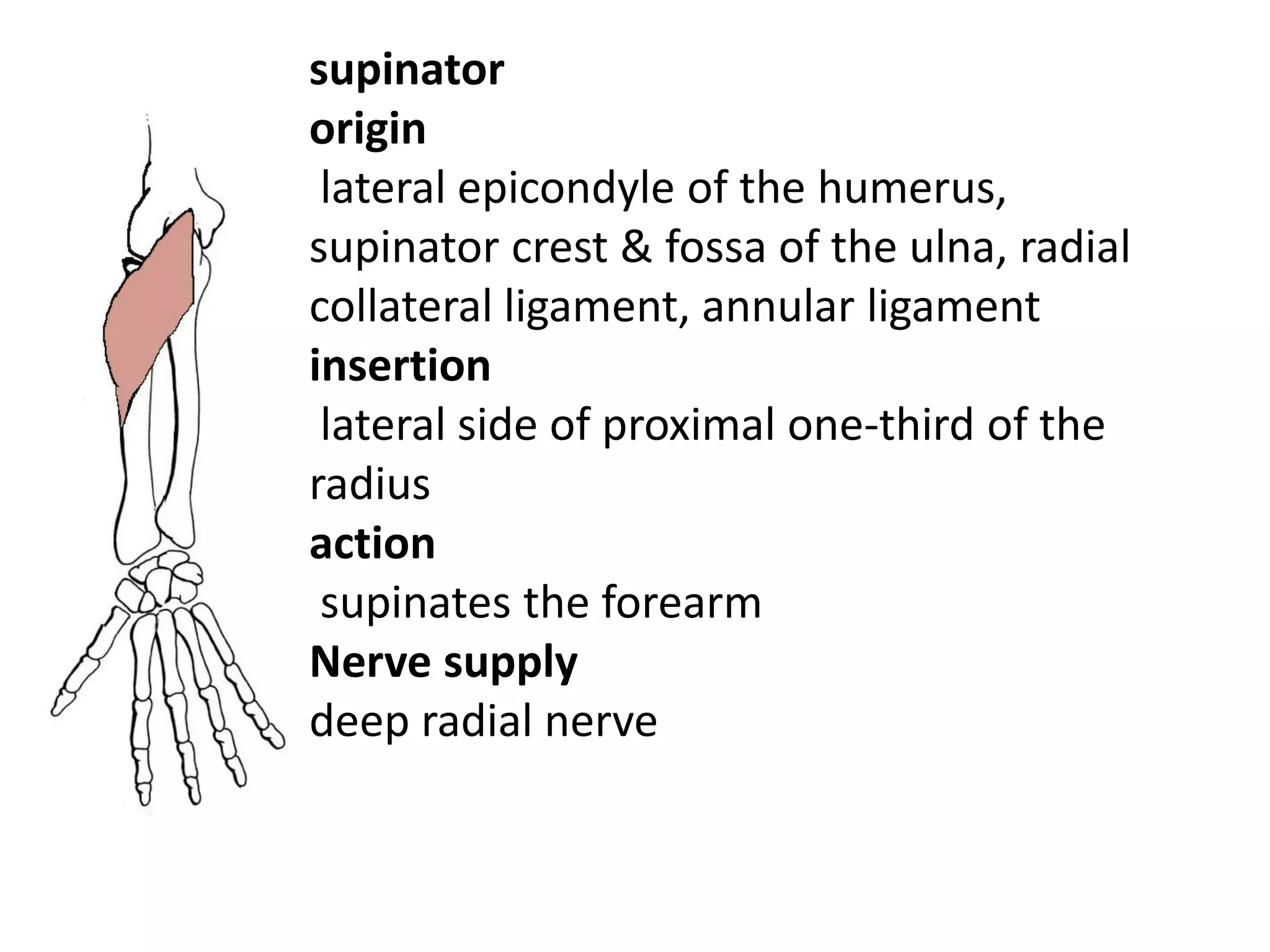 supinator
origin
 lateral epicondyle of the humerus,
supinator crest & fossa of the ulna, radial
collateral ligament, annular ligament
insertion
 lateral side of proximal one-third of the
radius
action
 supinates the forearm
Nerve supply
deep radial nerve
 