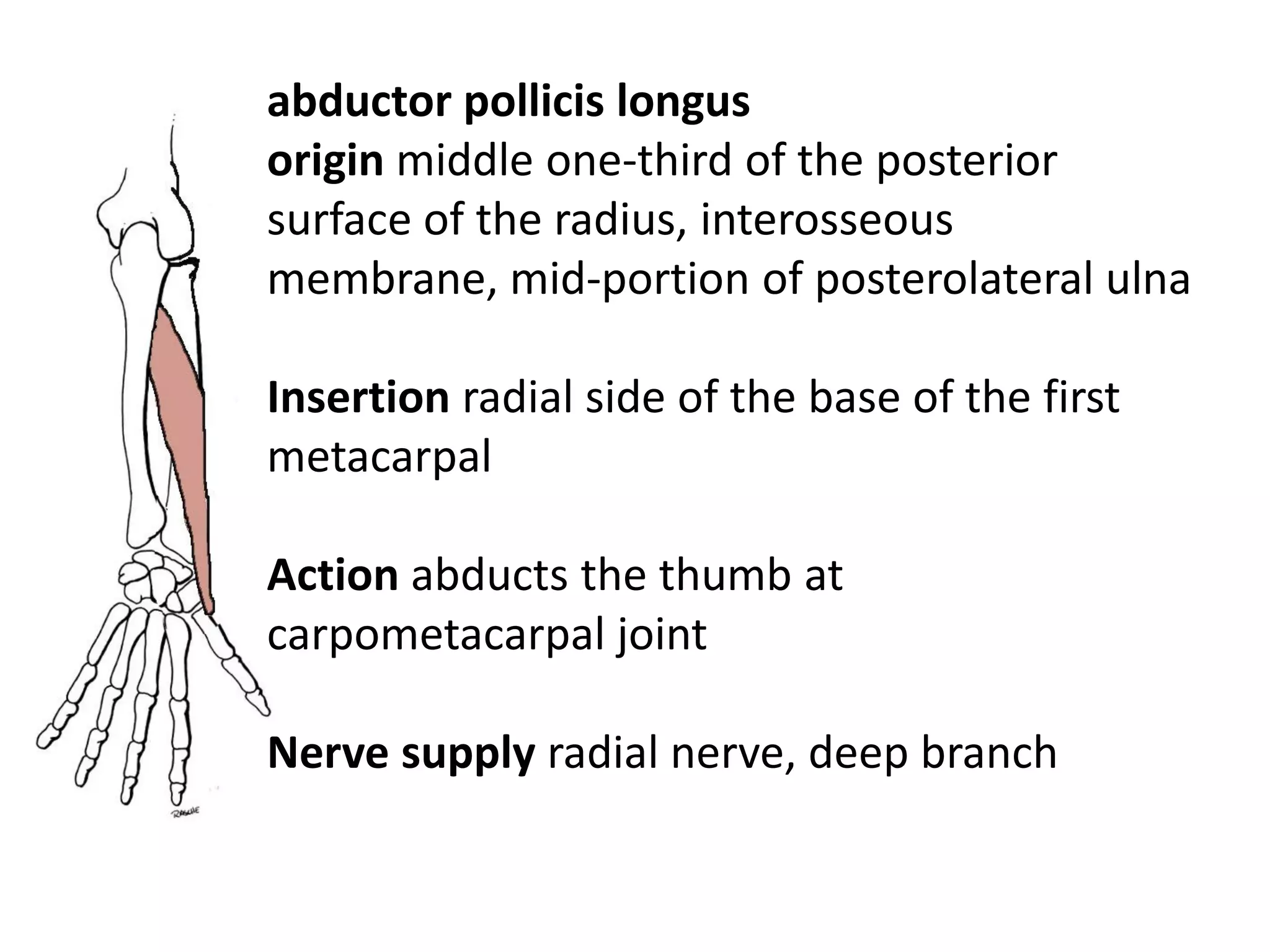 abductor pollicis longus
origin middle one-third of the posterior
surface of the radius, interosseous
membrane, mid-portion of posterolateral ulna

Insertion radial side of the base of the first
metacarpal

Action abducts the thumb at
carpometacarpal joint

Nerve supply radial nerve, deep branch
 