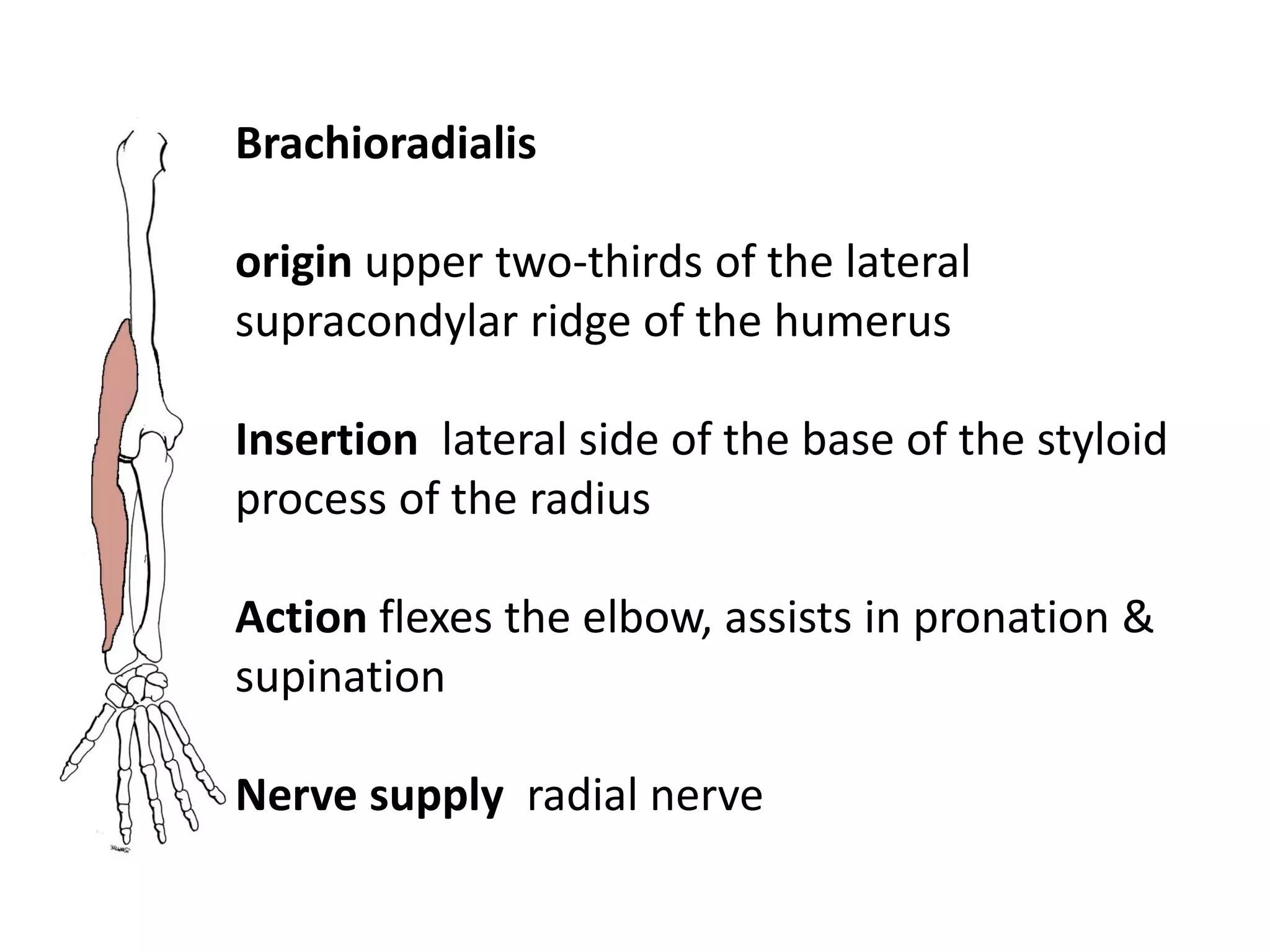 Brachioradialis

origin upper two-thirds of the lateral
supracondylar ridge of the humerus

Insertion lateral side of the base of the styloid
process of the radius

Action flexes the elbow, assists in pronation &
supination

Nerve supply radial nerve
 