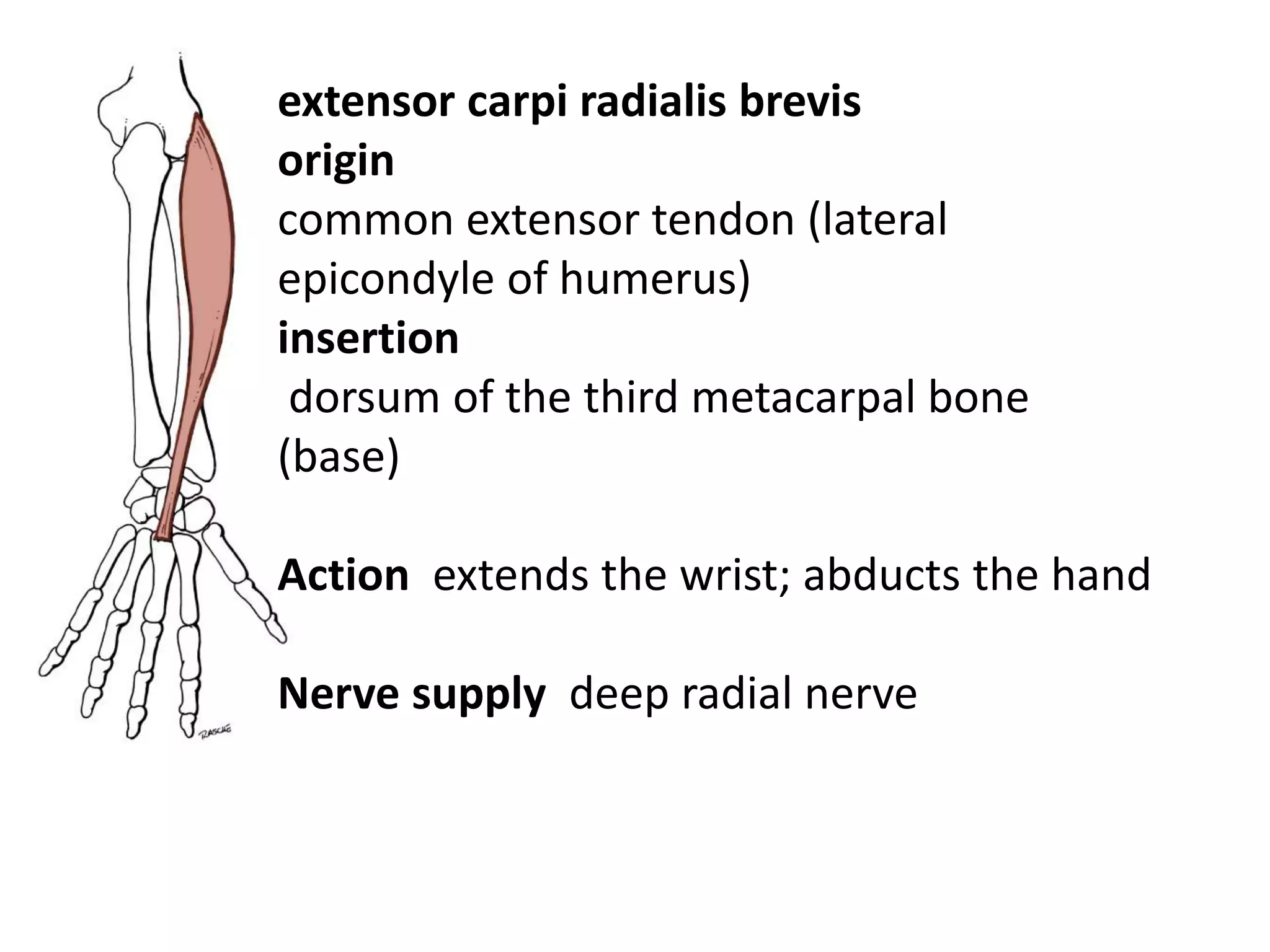 extensor carpi radialis brevis
origin
common extensor tendon (lateral
epicondyle of humerus)
insertion
 dorsum of the third metacarpal bone
(base)

Action extends the wrist; abducts the hand

Nerve supply deep radial nerve
 