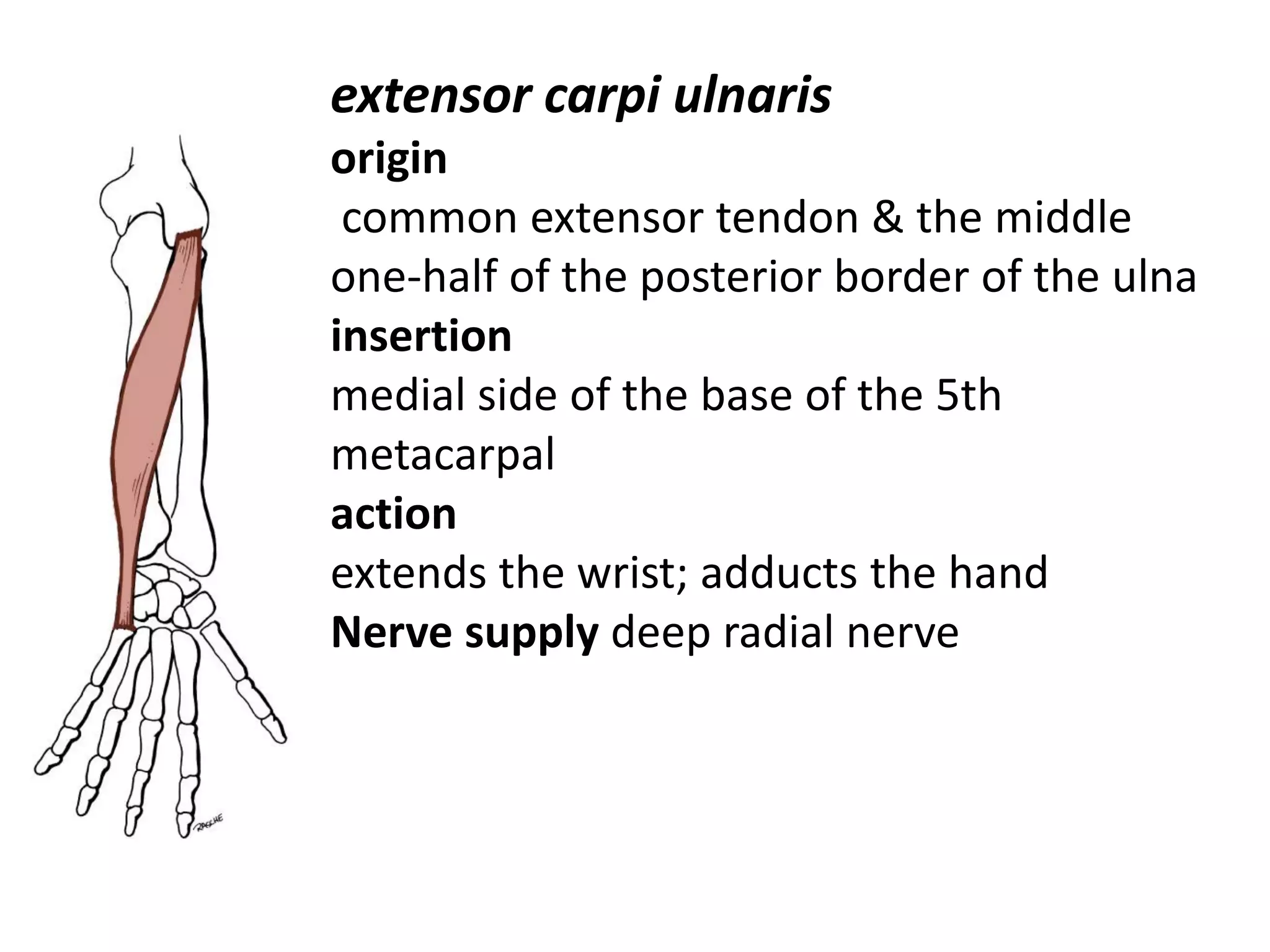 extensor carpi ulnaris
origin
 common extensor tendon & the middle
one-half of the posterior border of the ulna
insertion
medial side of the base of the 5th
metacarpal
action
extends the wrist; adducts the hand
Nerve supply deep radial nerve
 