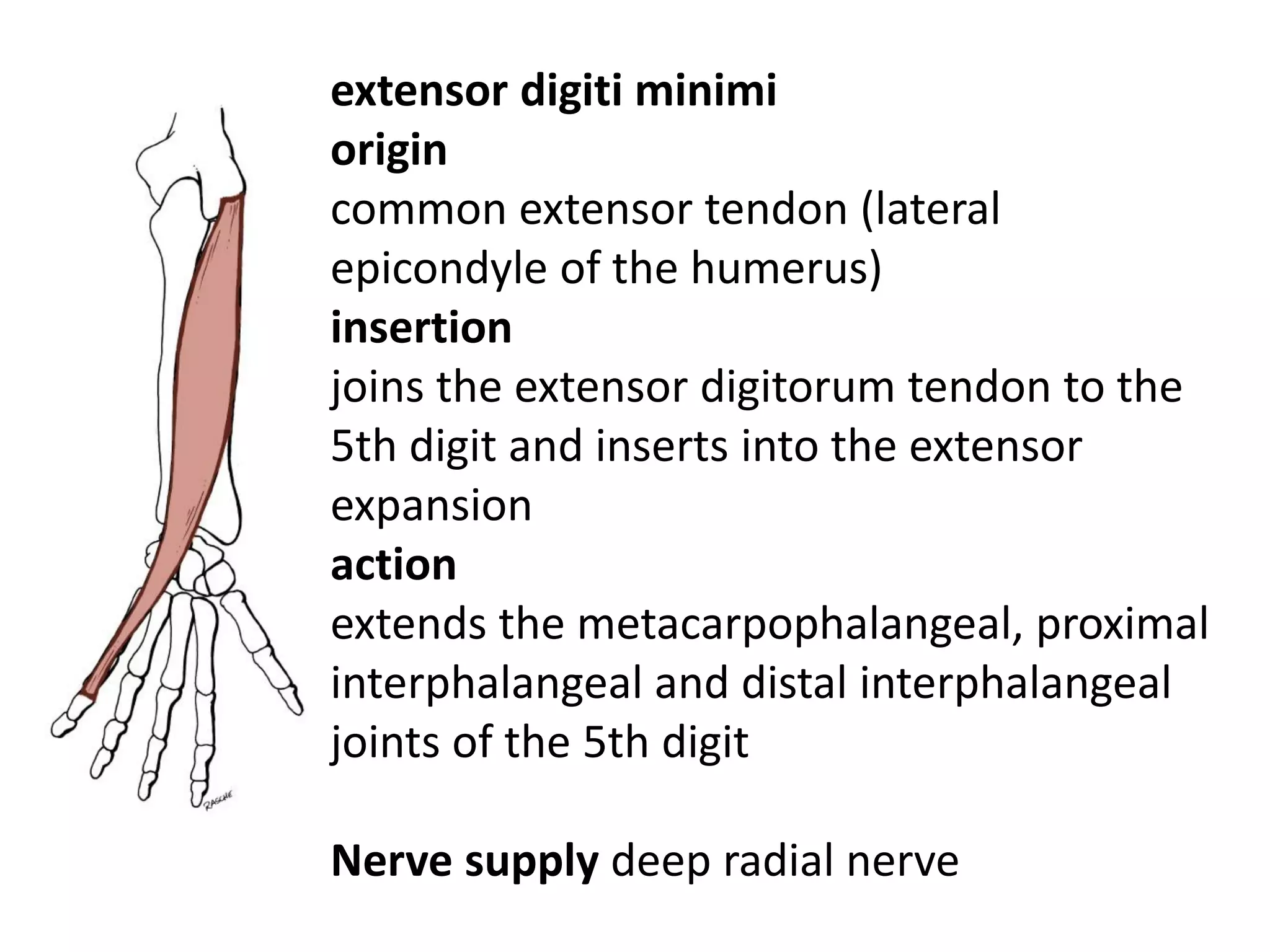 extensor digiti minimi
origin
common extensor tendon (lateral
epicondyle of the humerus)
insertion
joins the extensor digitorum tendon to the
5th digit and inserts into the extensor
expansion
action
extends the metacarpophalangeal, proximal
interphalangeal and distal interphalangeal
joints of the 5th digit

Nerve supply deep radial nerve
 