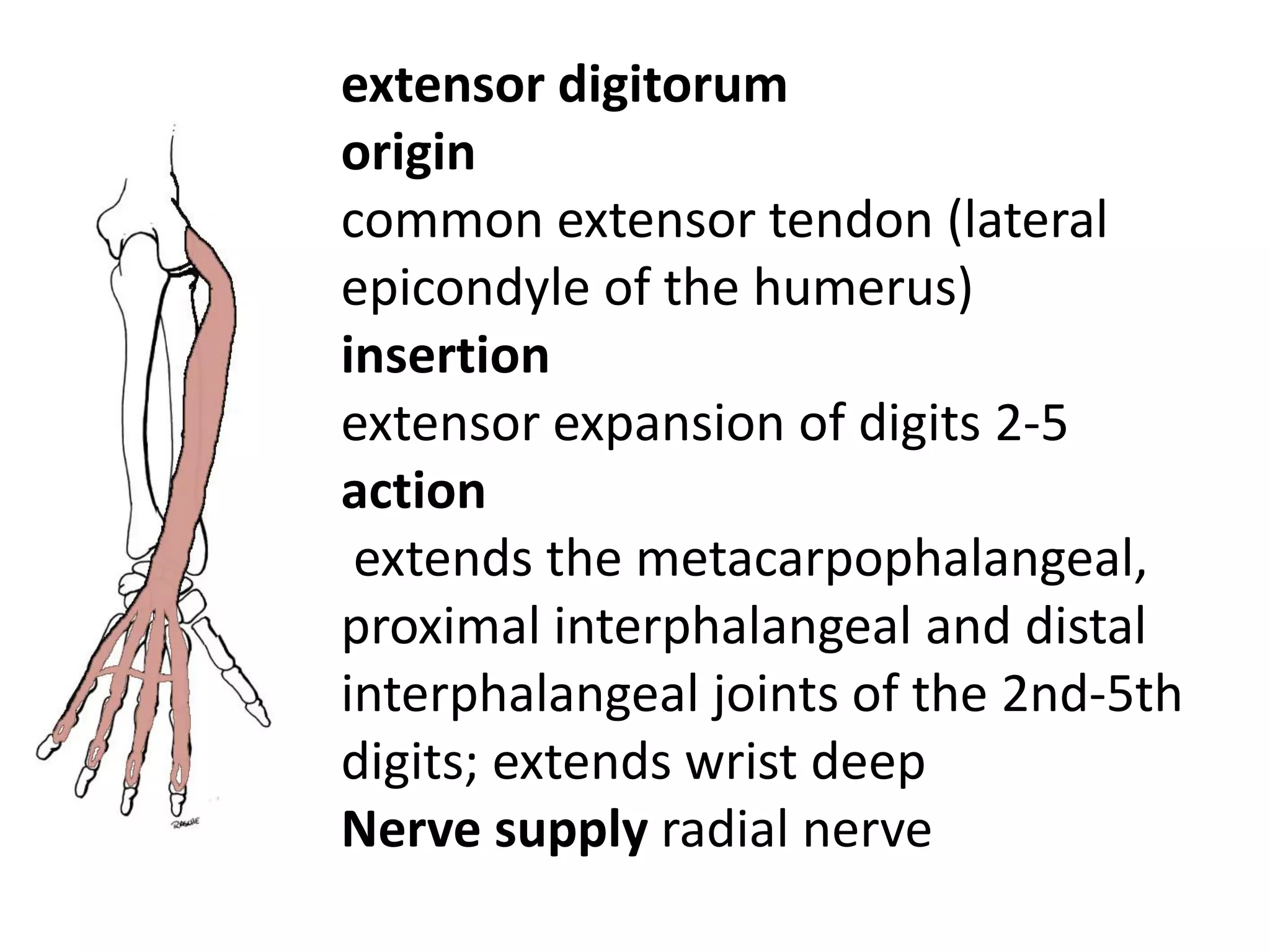 extensor digitorum
origin
common extensor tendon (lateral
epicondyle of the humerus)
insertion
extensor expansion of digits 2-5
action
 extends the metacarpophalangeal,
proximal interphalangeal and distal
interphalangeal joints of the 2nd-5th
digits; extends wrist deep
Nerve supply radial nerve
 