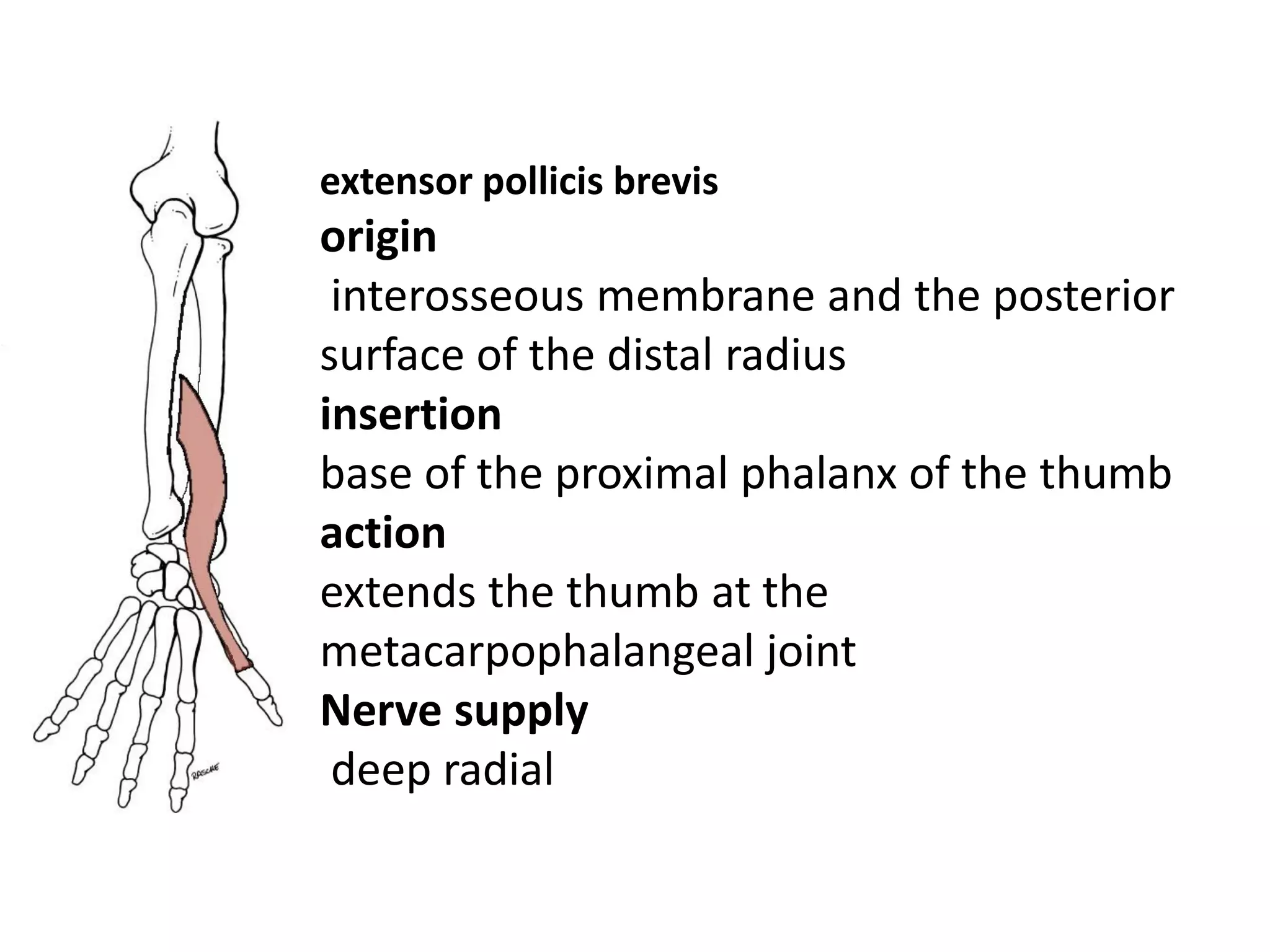 extensor pollicis brevis
origin
 interosseous membrane and the posterior
surface of the distal radius
insertion
base of the proximal phalanx of the thumb
action
extends the thumb at the
metacarpophalangeal joint
Nerve supply
 deep radial
 