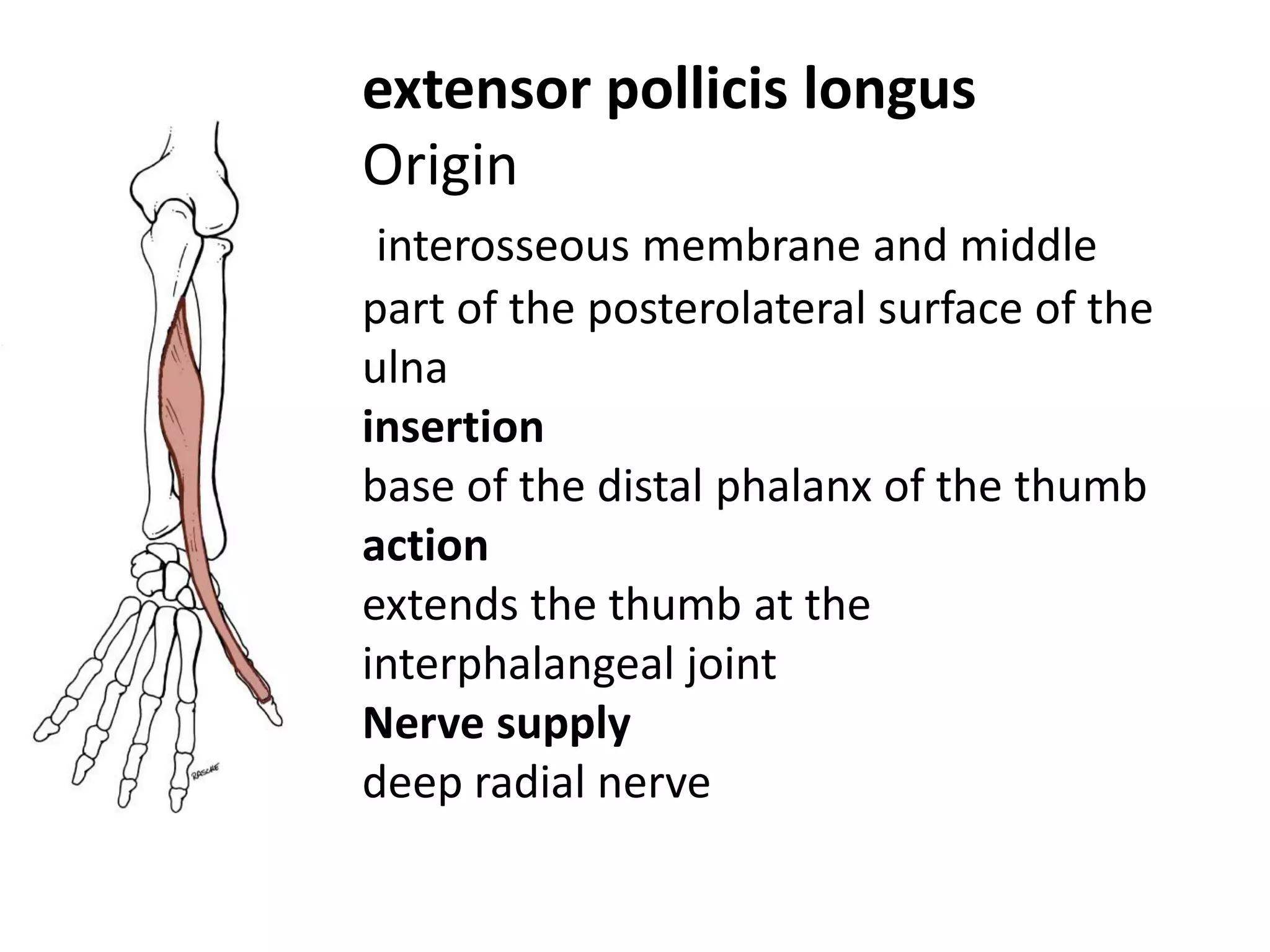extensor pollicis longus
Origin
 interosseous membrane and middle
part of the posterolateral surface of the
ulna
insertion
base of the distal phalanx of the thumb
action
extends the thumb at the
interphalangeal joint
Nerve supply
deep radial nerve
 
