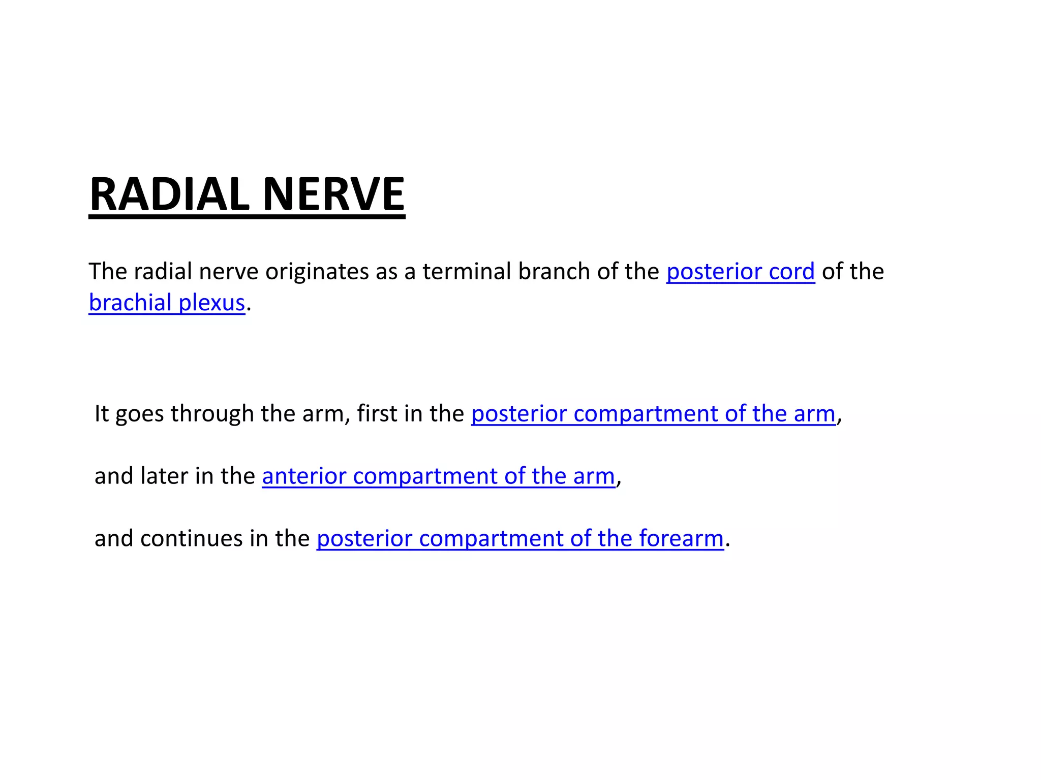 RADIAL NERVE
The radial nerve originates as a terminal branch of the posterior cord of the
brachial plexus.



It goes through the arm, first in the posterior compartment of the arm,

and later in the anterior compartment of the arm,

and continues in the posterior compartment of the forearm.
 