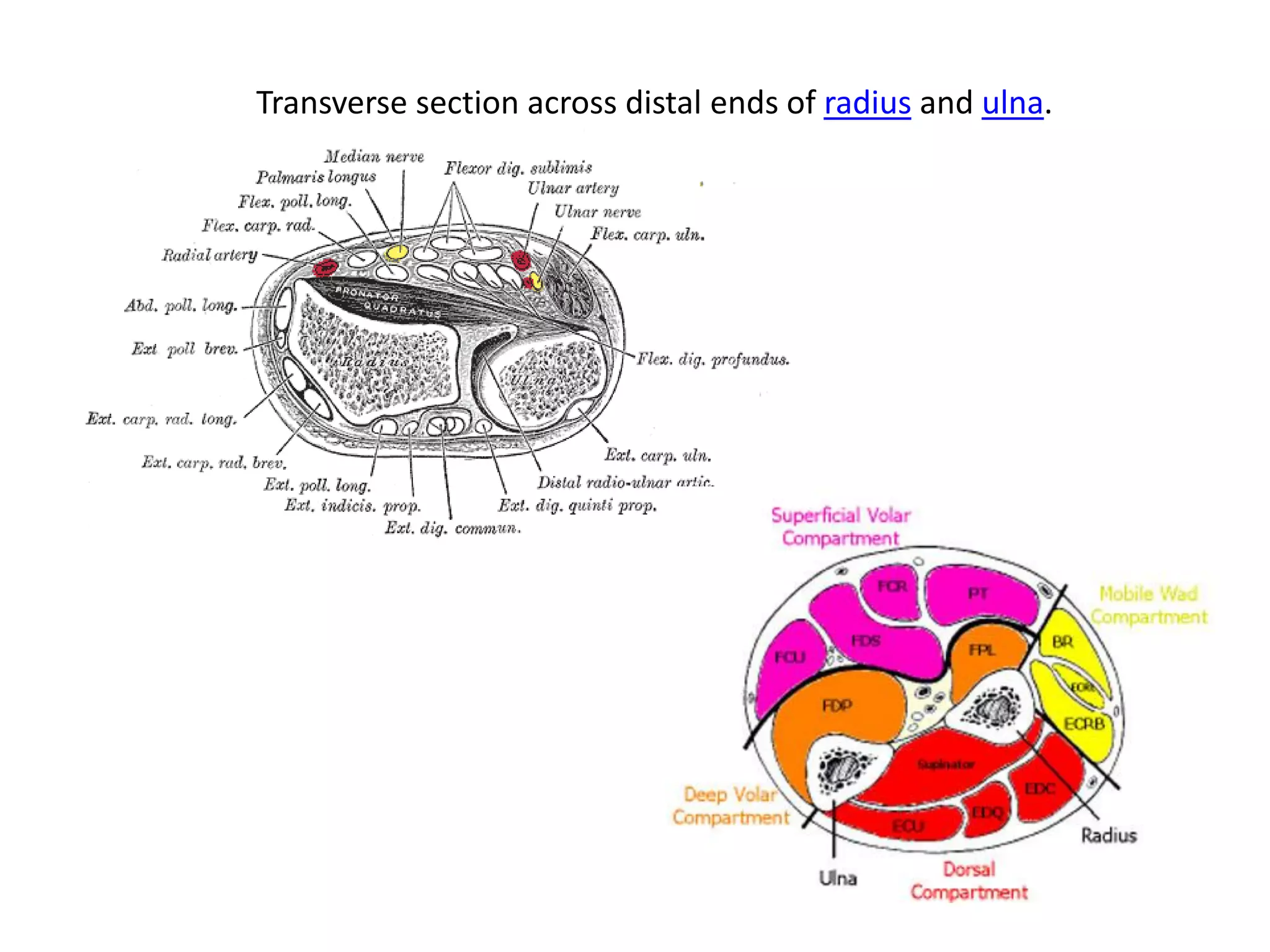 Transverse section across distal ends of radius and ulna.
 