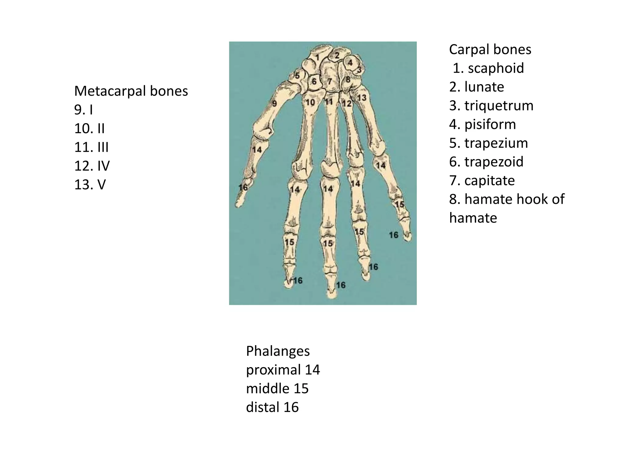 Carpal bones
                                 1. scaphoid
Metacarpal bones                 2. lunate
9. I                             3. triquetrum
10. II                           4. pisiform
11. III                          5. trapezium
12. IV                           6. trapezoid
13. V                            7. capitate
                                 8. hamate hook of
                                 hamate




                   Phalanges
                   proximal 14
                   middle 15
                   distal 16
 