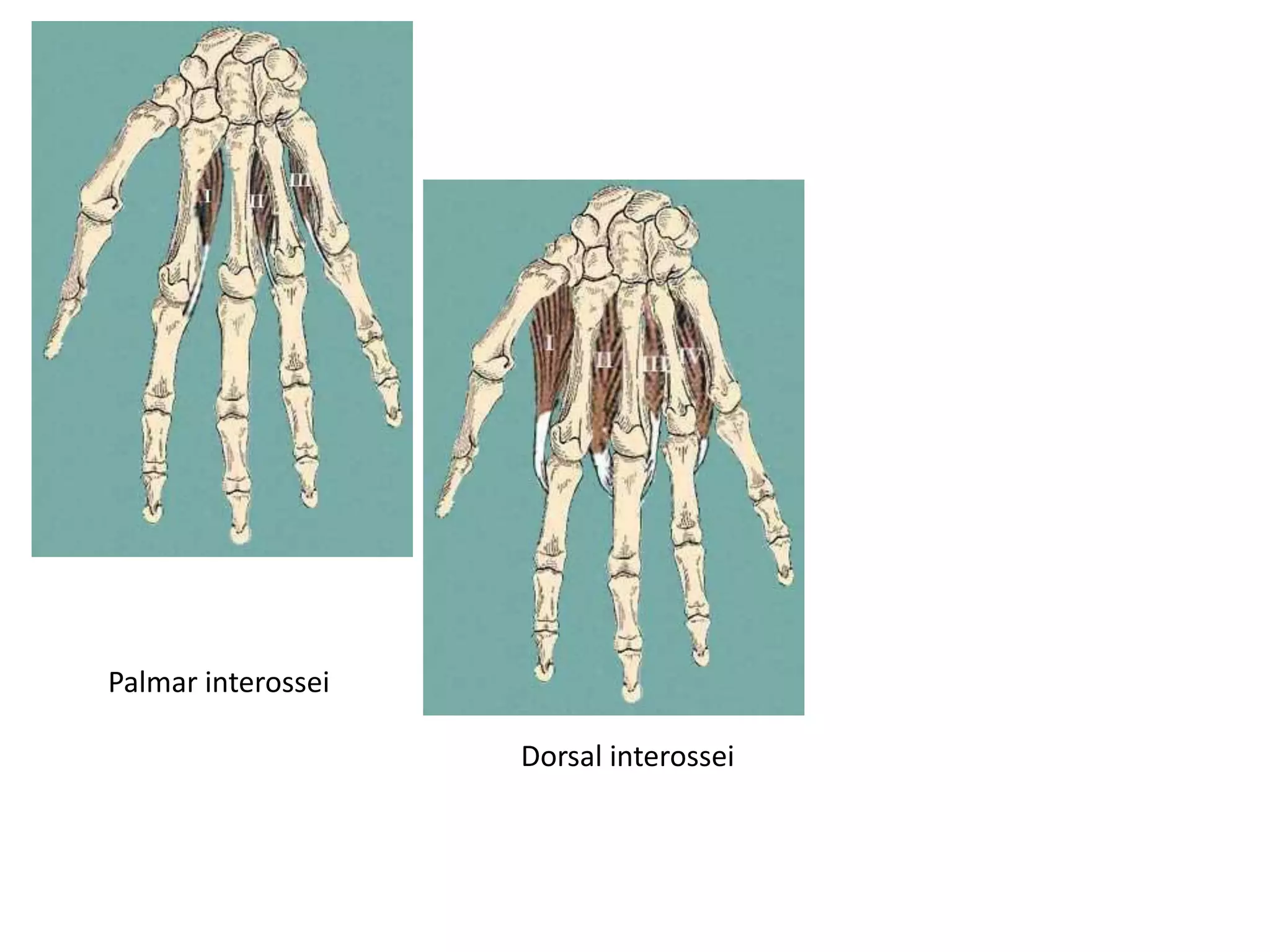 Palmar interossei

                    Dorsal interossei
 