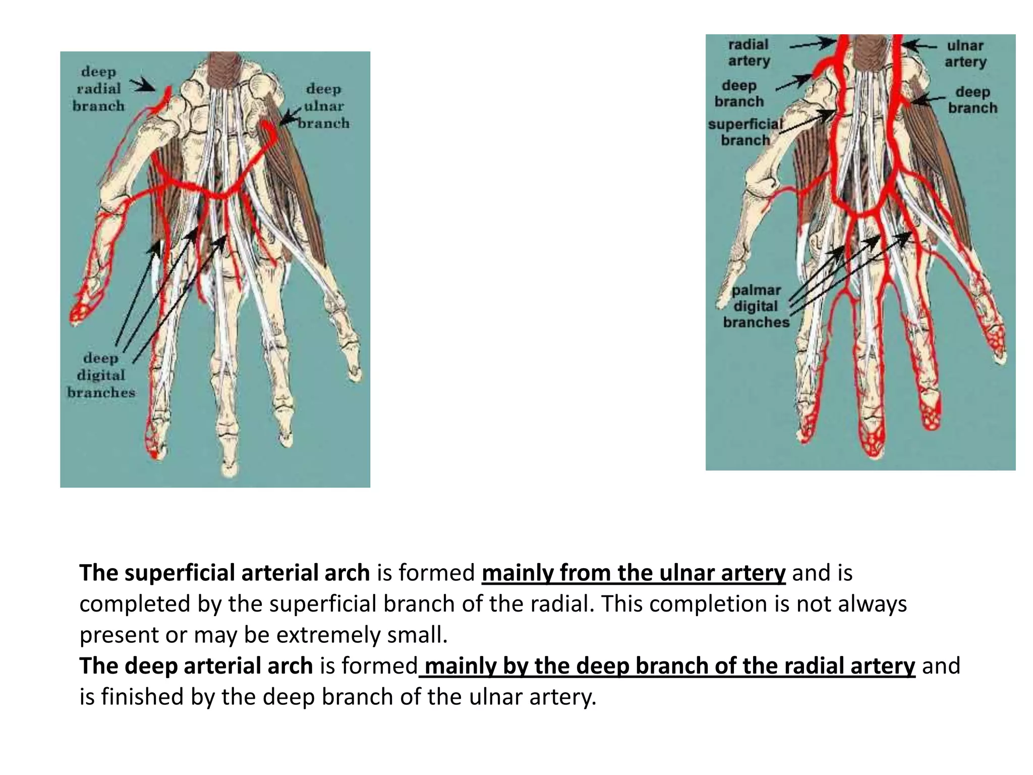 The superficial arterial arch is formed mainly from the ulnar artery and is
completed by the superficial branch of the radial. This completion is not always
present or may be extremely small.
The deep arterial arch is formed mainly by the deep branch of the radial artery and
is finished by the deep branch of the ulnar artery.
 