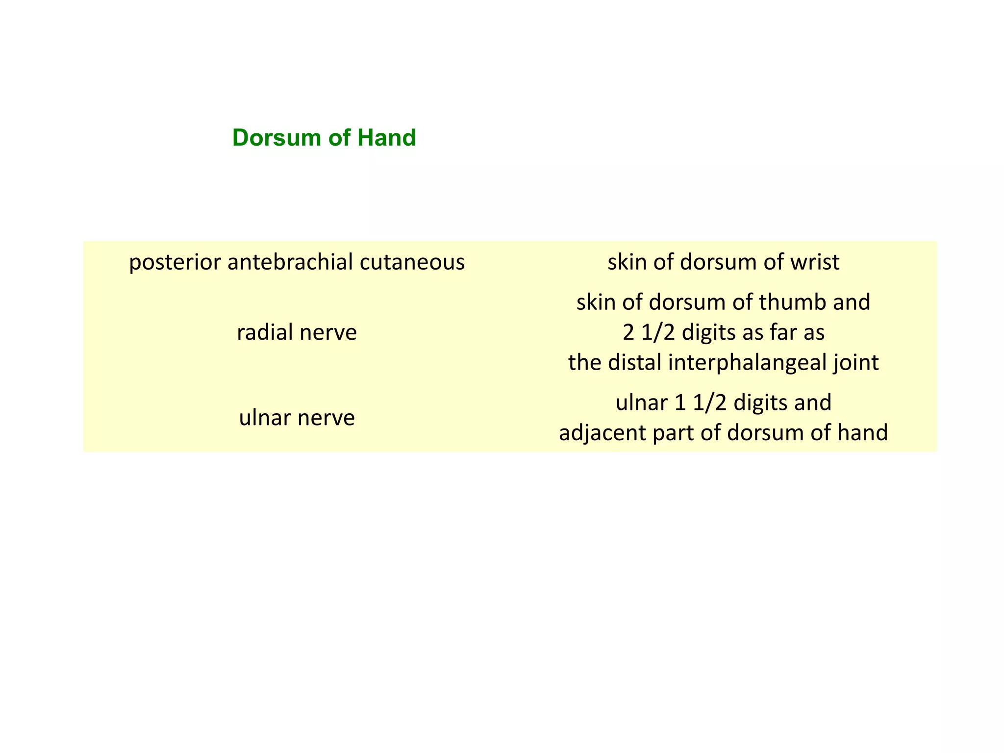 Dorsum of Hand




posterior antebrachial cutaneous       skin of dorsum of wrist
                                    skin of dorsum of thumb and
          radial nerve                   2 1/2 digits as far as
                                   the distal interphalangeal joint
                                        ulnar 1 1/2 digits and
          ulnar nerve
                                   adjacent part of dorsum of hand
 