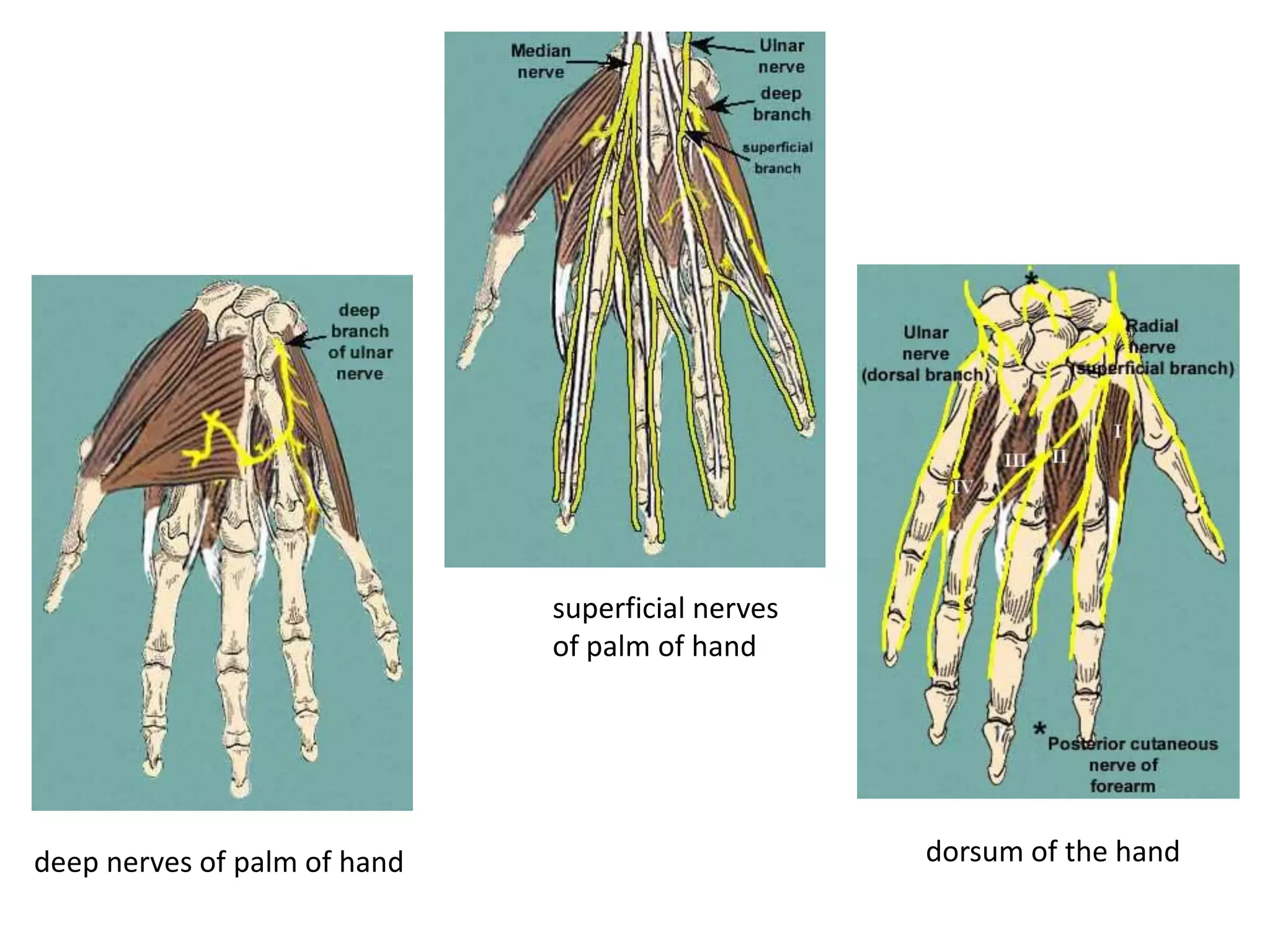 superficial nerves
                              of palm of hand




deep nerves of palm of hand                        dorsum of the hand
 