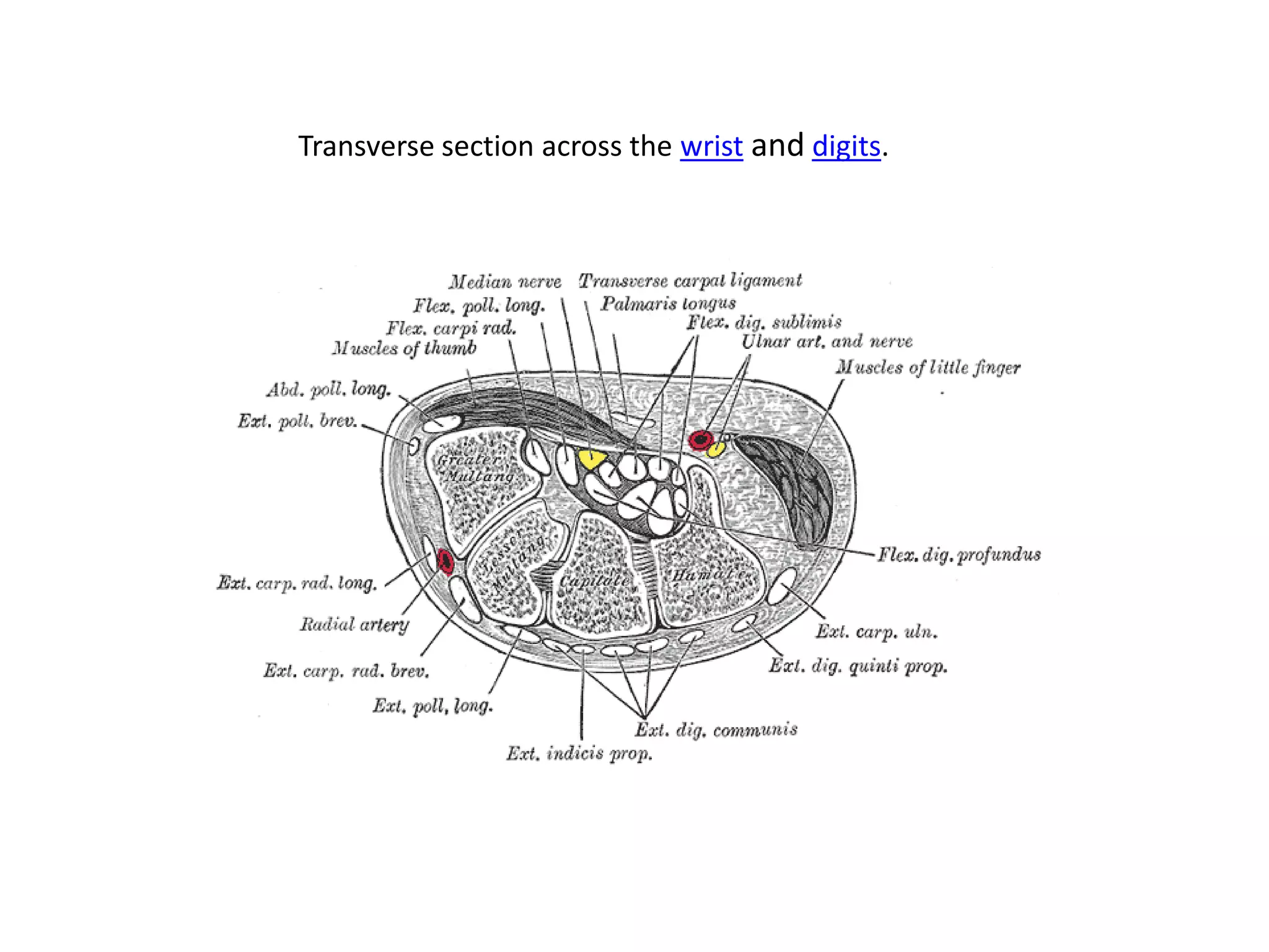 Transverse section across the wrist and digits.
 