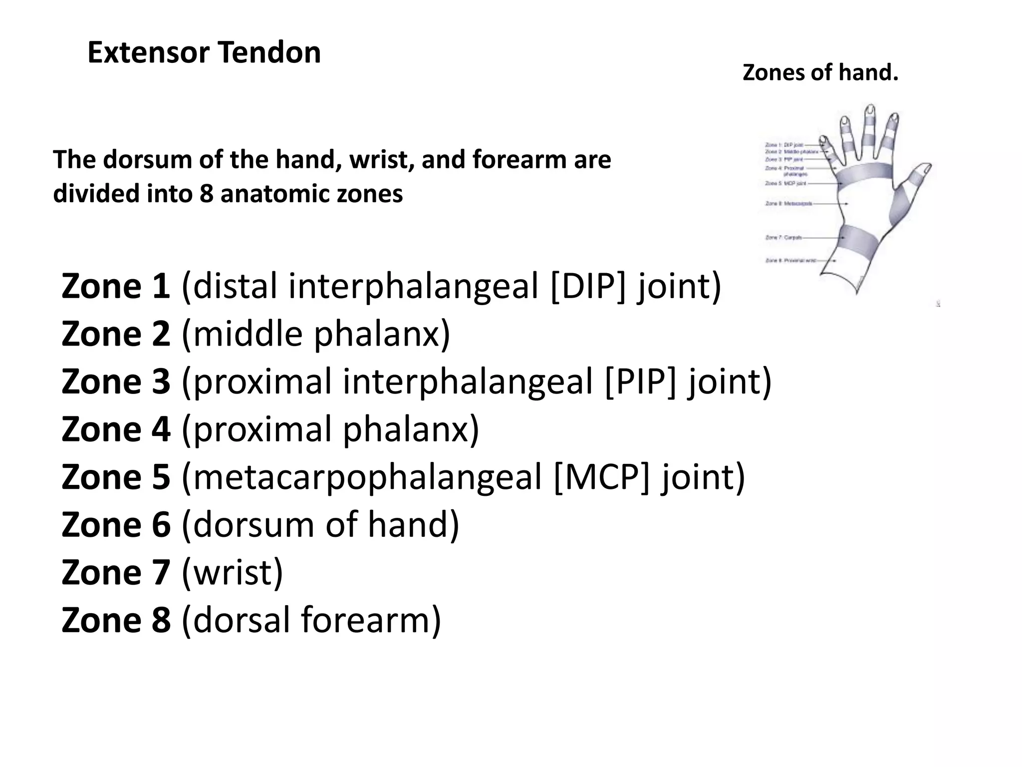 Extensor Tendon
                                                 Zones of hand.


The dorsum of the hand, wrist, and forearm are
divided into 8 anatomic zones


Zone 1 (distal interphalangeal [DIP] joint)
Zone 2 (middle phalanx)
Zone 3 (proximal interphalangeal [PIP] joint)
Zone 4 (proximal phalanx)
Zone 5 (metacarpophalangeal [MCP] joint)
Zone 6 (dorsum of hand)
Zone 7 (wrist)
Zone 8 (dorsal forearm)
 