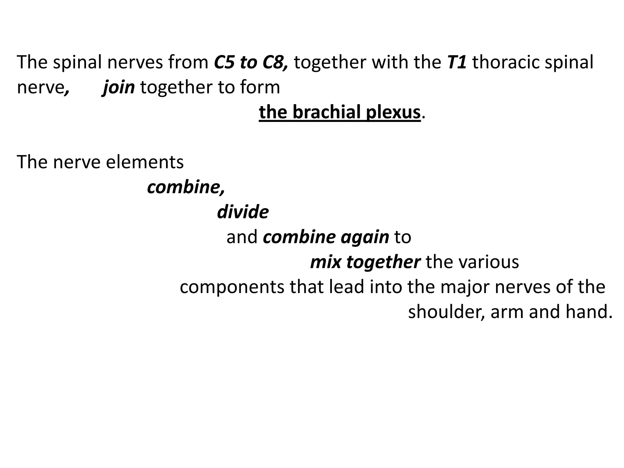 The spinal nerves from C5 to C8, together with the T1 thoracic spinal
nerve,    join together to form
                             the brachial plexus.

The nerve elements
              combine,
                     divide
                       and combine again to
                               mix together the various
                 components that lead into the major nerves of the
                                           shoulder, arm and hand.
 