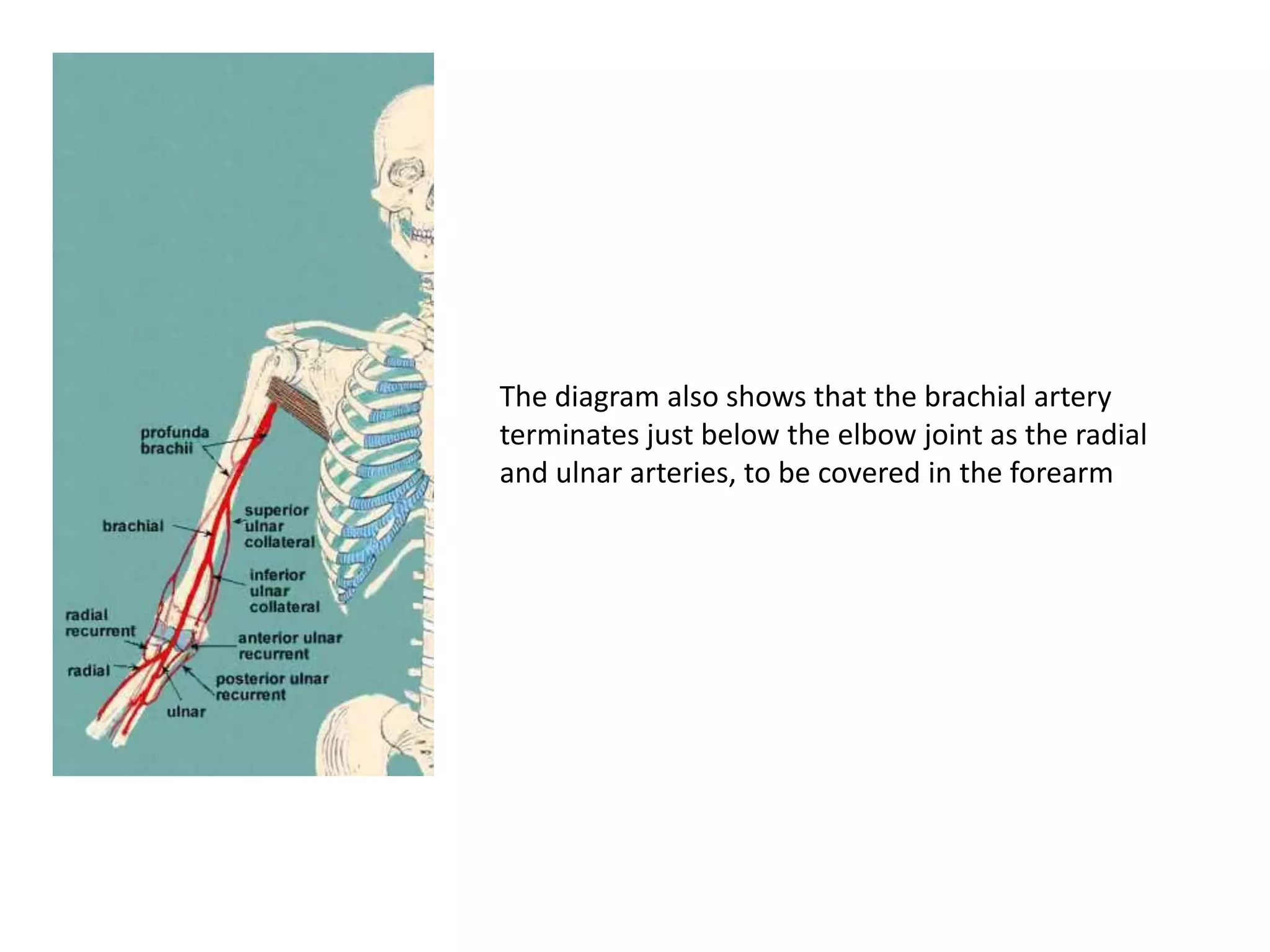 The diagram also shows that the brachial artery
terminates just below the elbow joint as the radial
and ulnar arteries, to be covered in the forearm
 