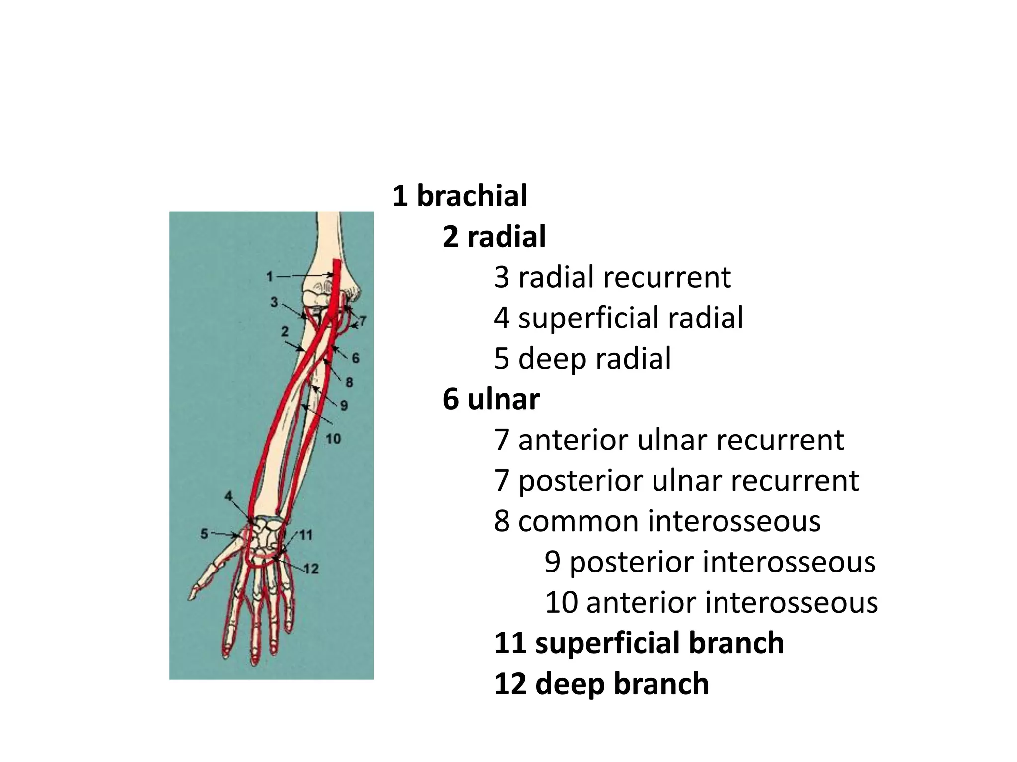 1 brachial
    2 radial
        3 radial recurrent
        4 superficial radial
        5 deep radial
    6 ulnar
        7 anterior ulnar recurrent
        7 posterior ulnar recurrent
        8 common interosseous
            9 posterior interosseous
            10 anterior interosseous
        11 superficial branch
        12 deep branch
 